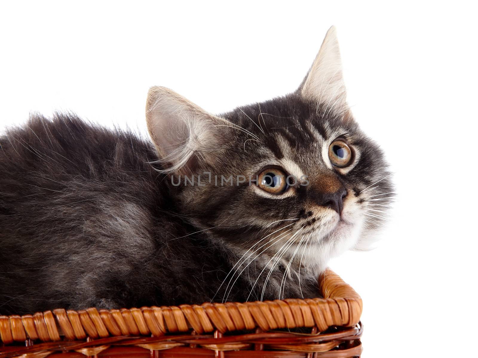 Fluffy cat  in a wattled basket. Fluffy cat with brown eyes.  Striped not purebred kitten. Kitten on a white background. Small predator. Small cat.