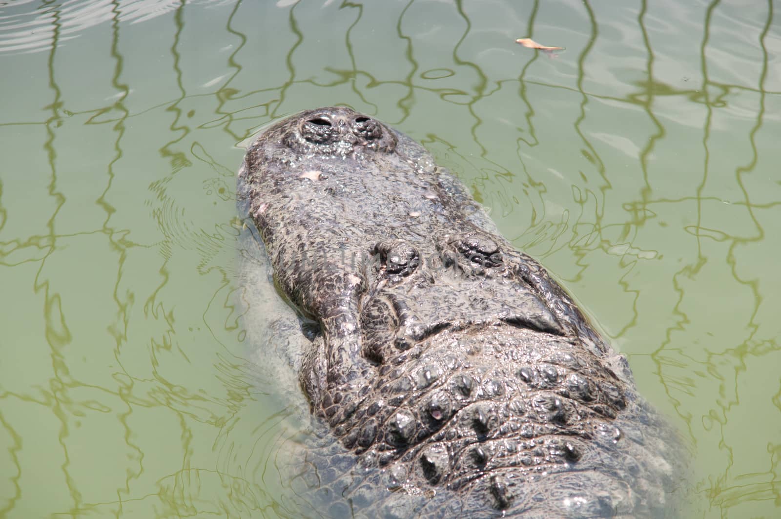 Head of a crocodile lying on the ground.