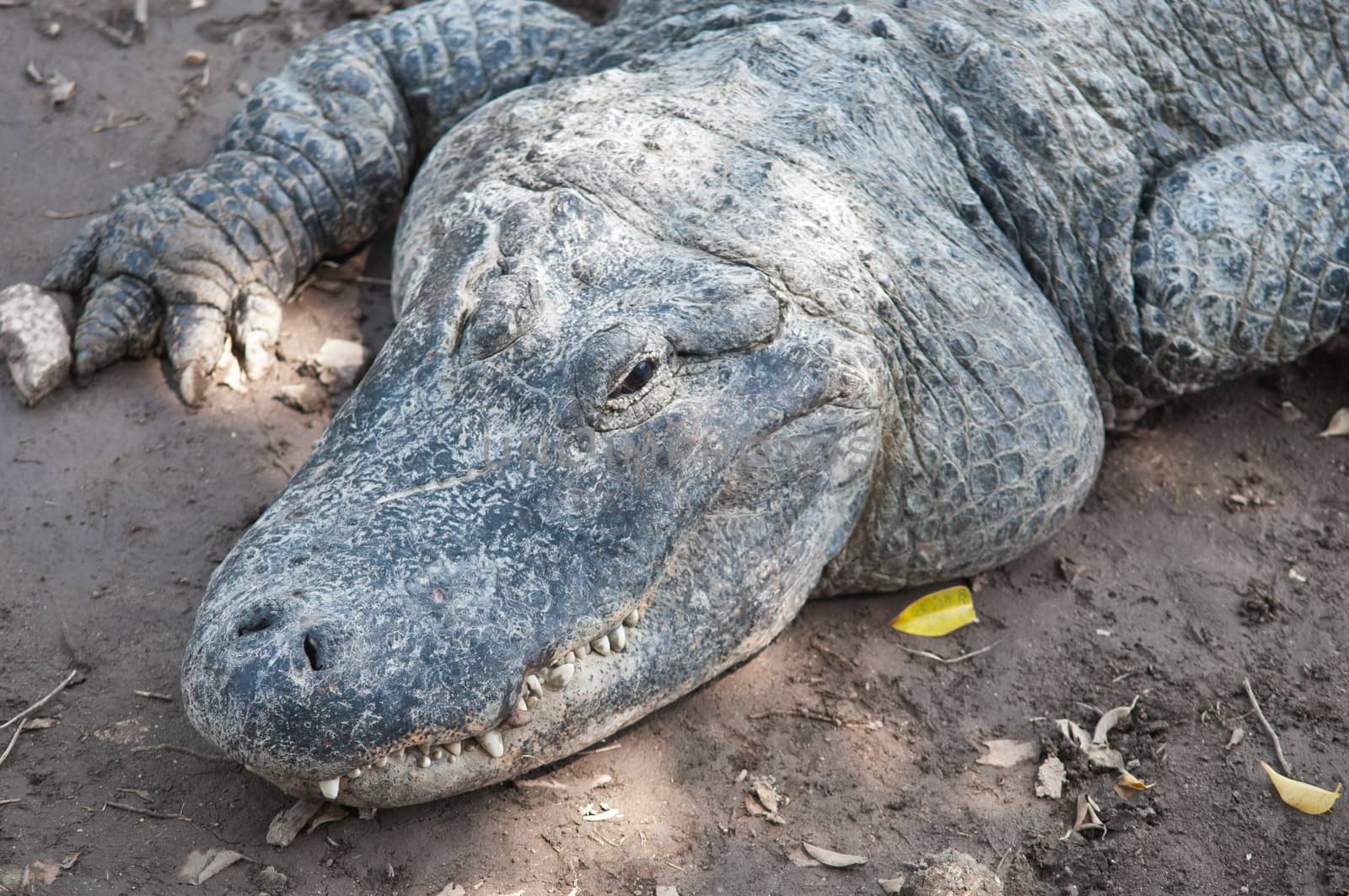 Head of a crocodile lying on the ground.