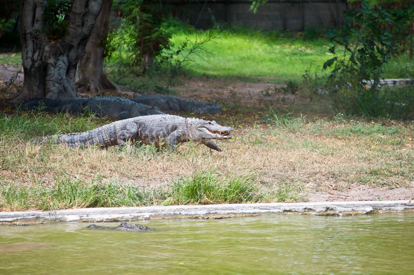 Crocodiles in Hamat Gader crocodile nursery. Israel.