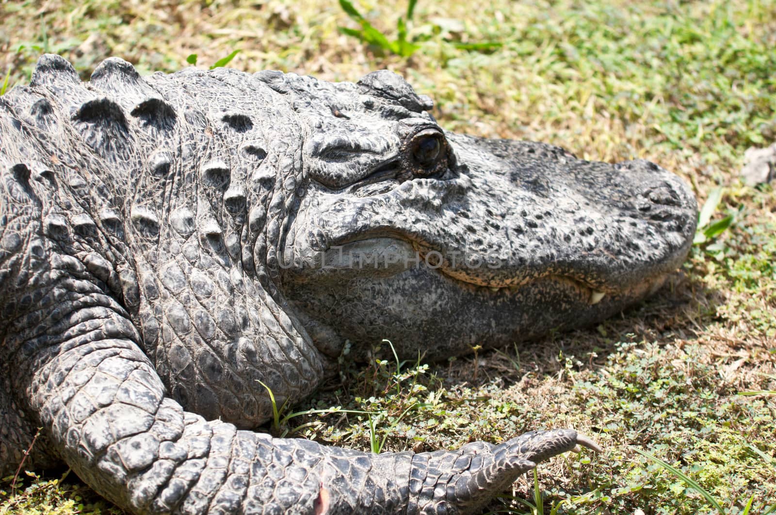 Caiman latirostris by LarisaP