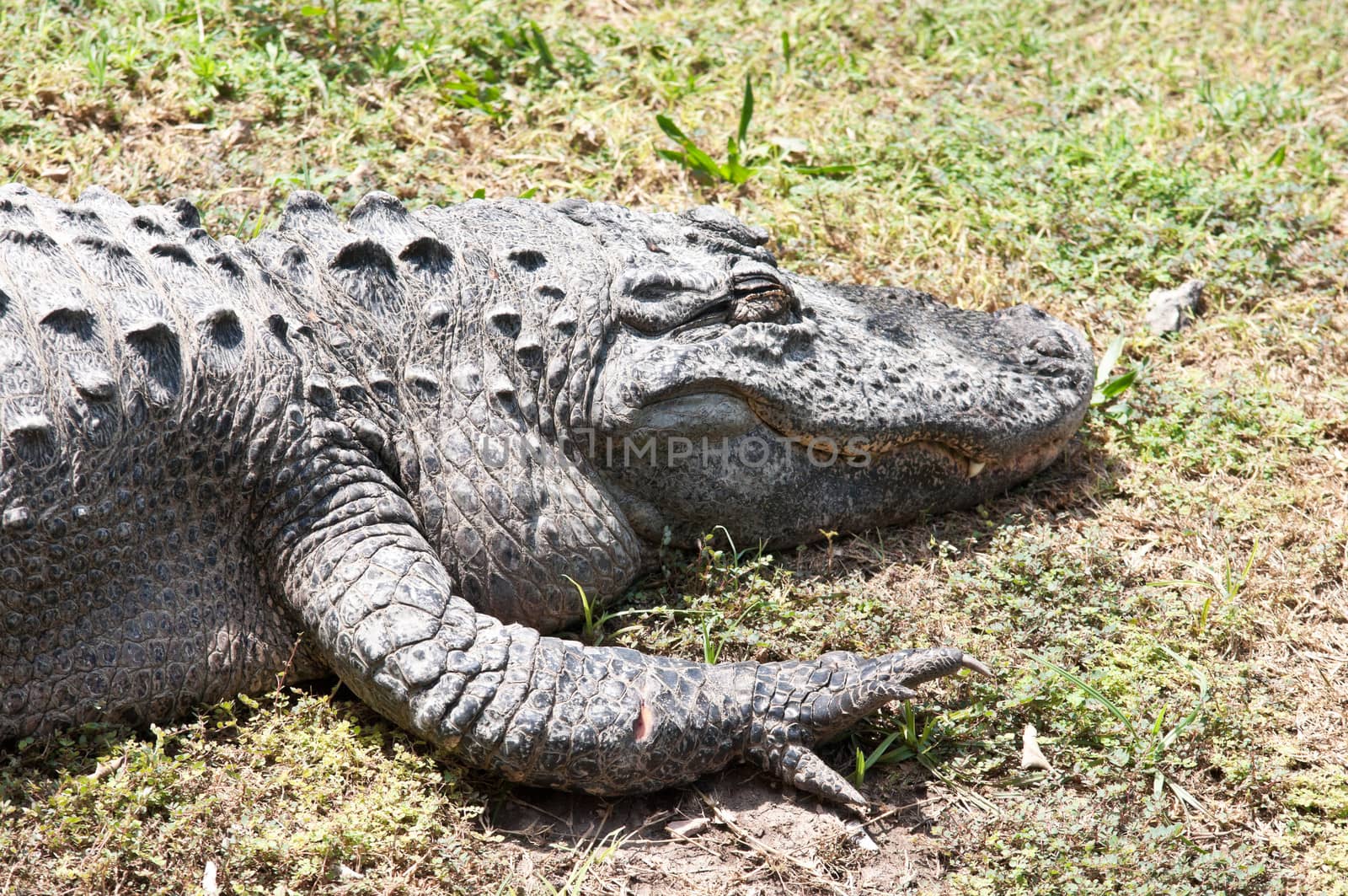 Crocodile ossified strong back is covered with scales.