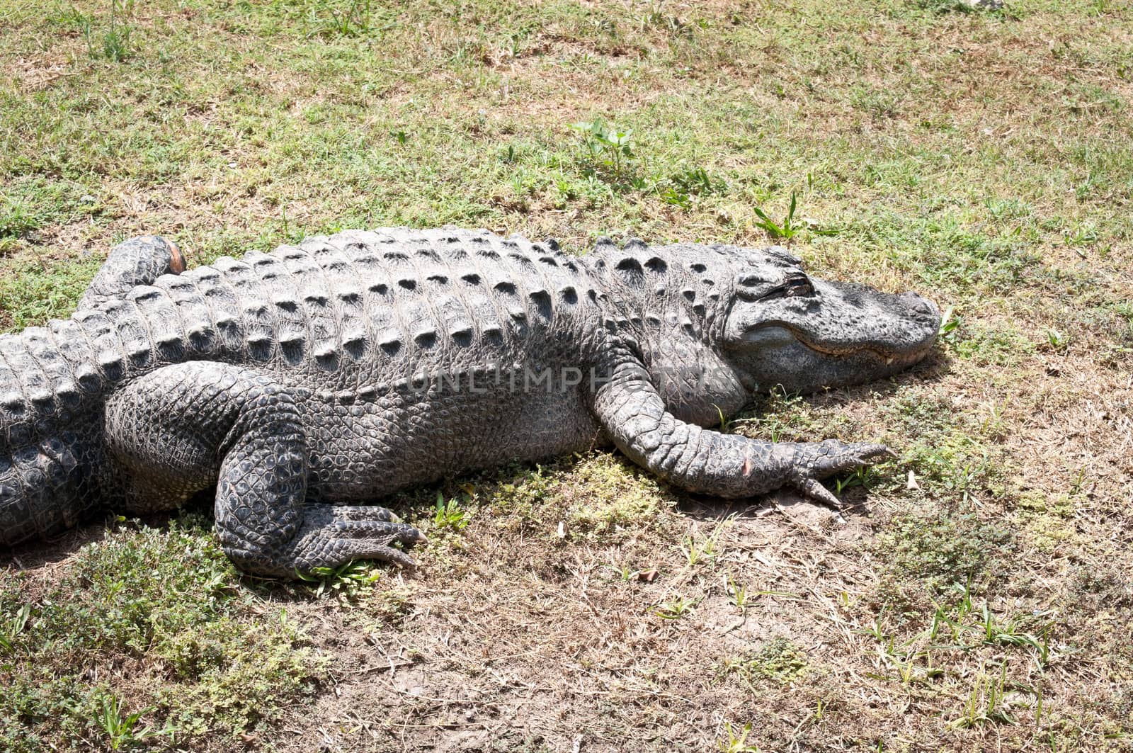 Crocodile ossified strong back is covered with scales.