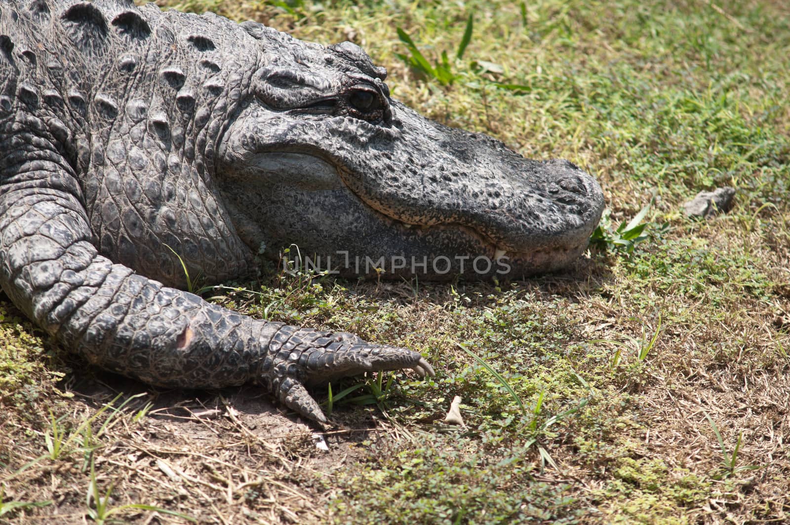 Crocodile ossified strong back is covered with scales.