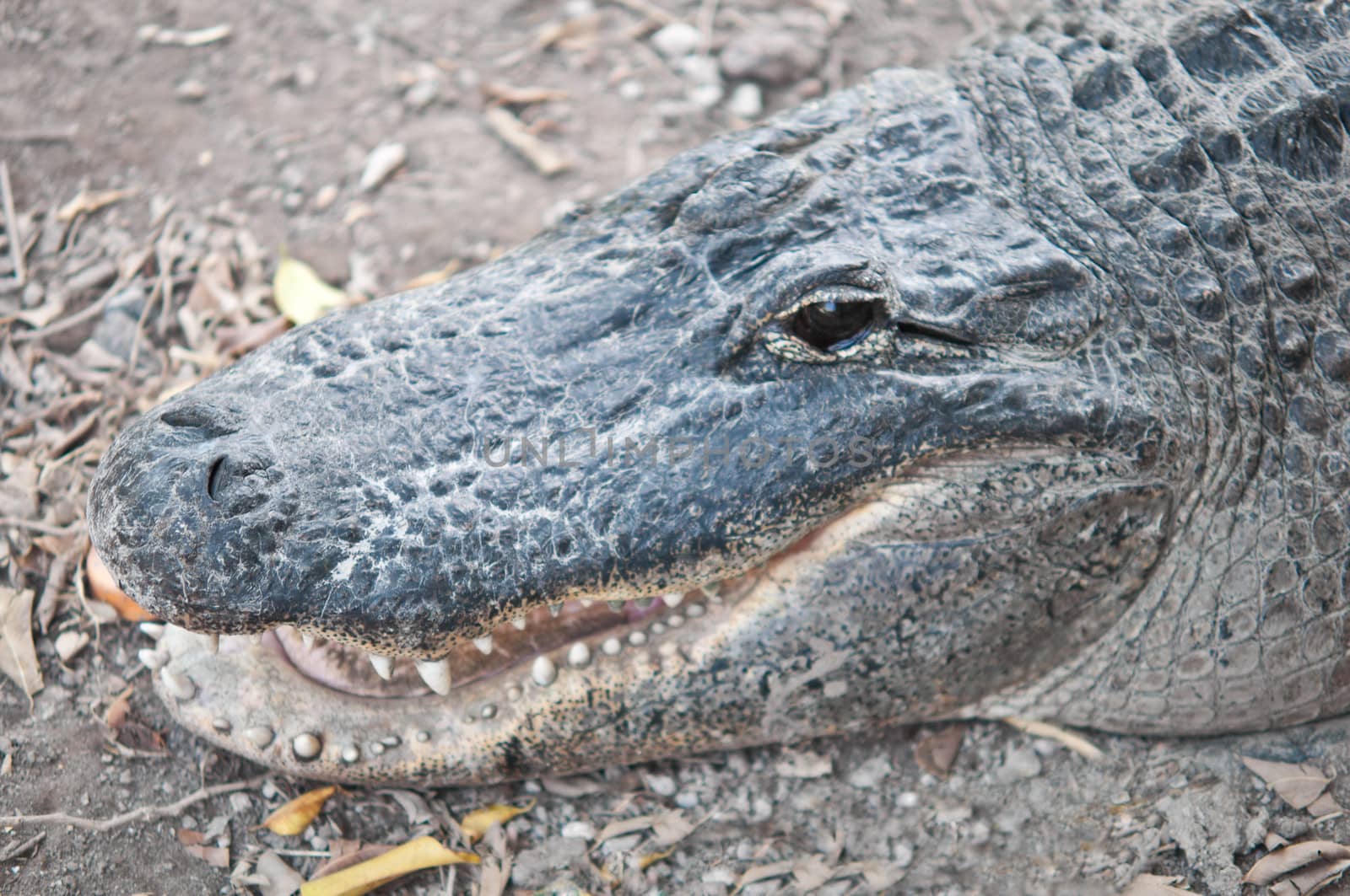 Crocodile head close-up on a background of grass.