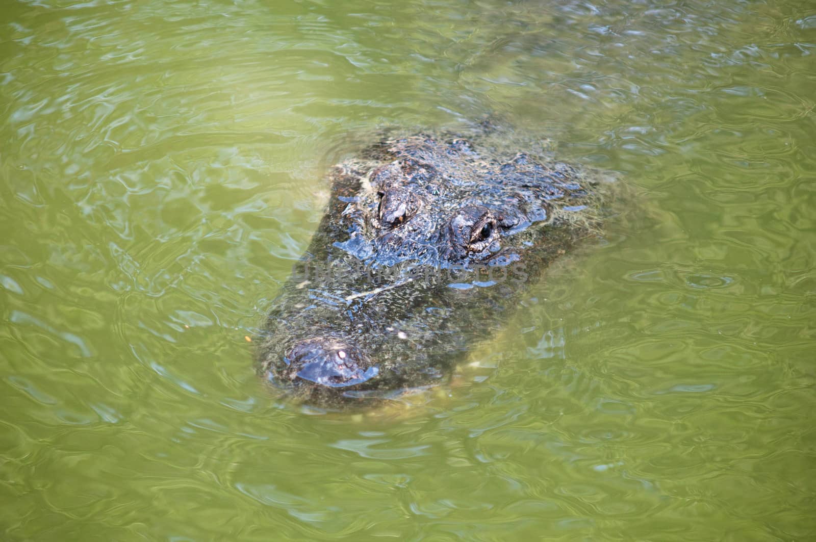 Head of a crocodile lying on the ground.