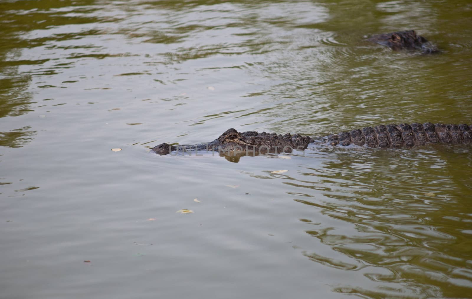 Heads of crocodiles floating in the water.