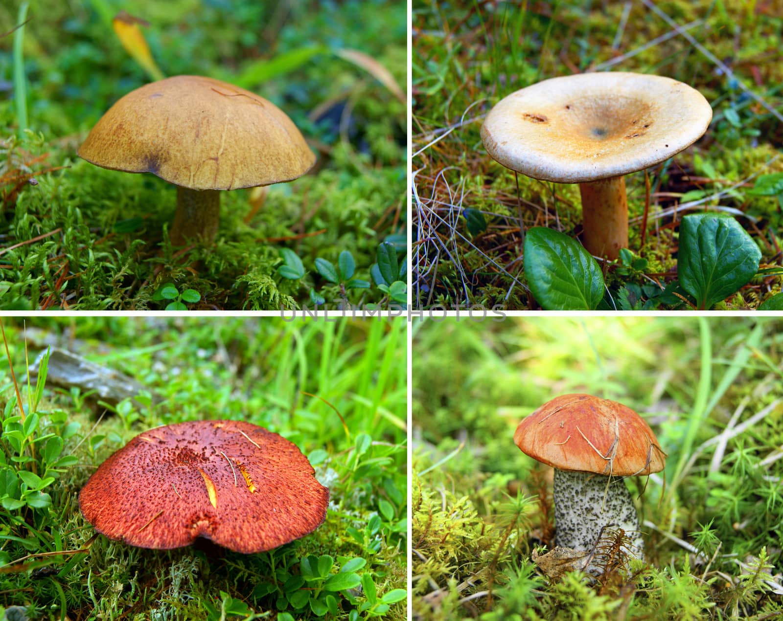 Collage from poisonous mushrooms, a toadstools.Edible mushrooms