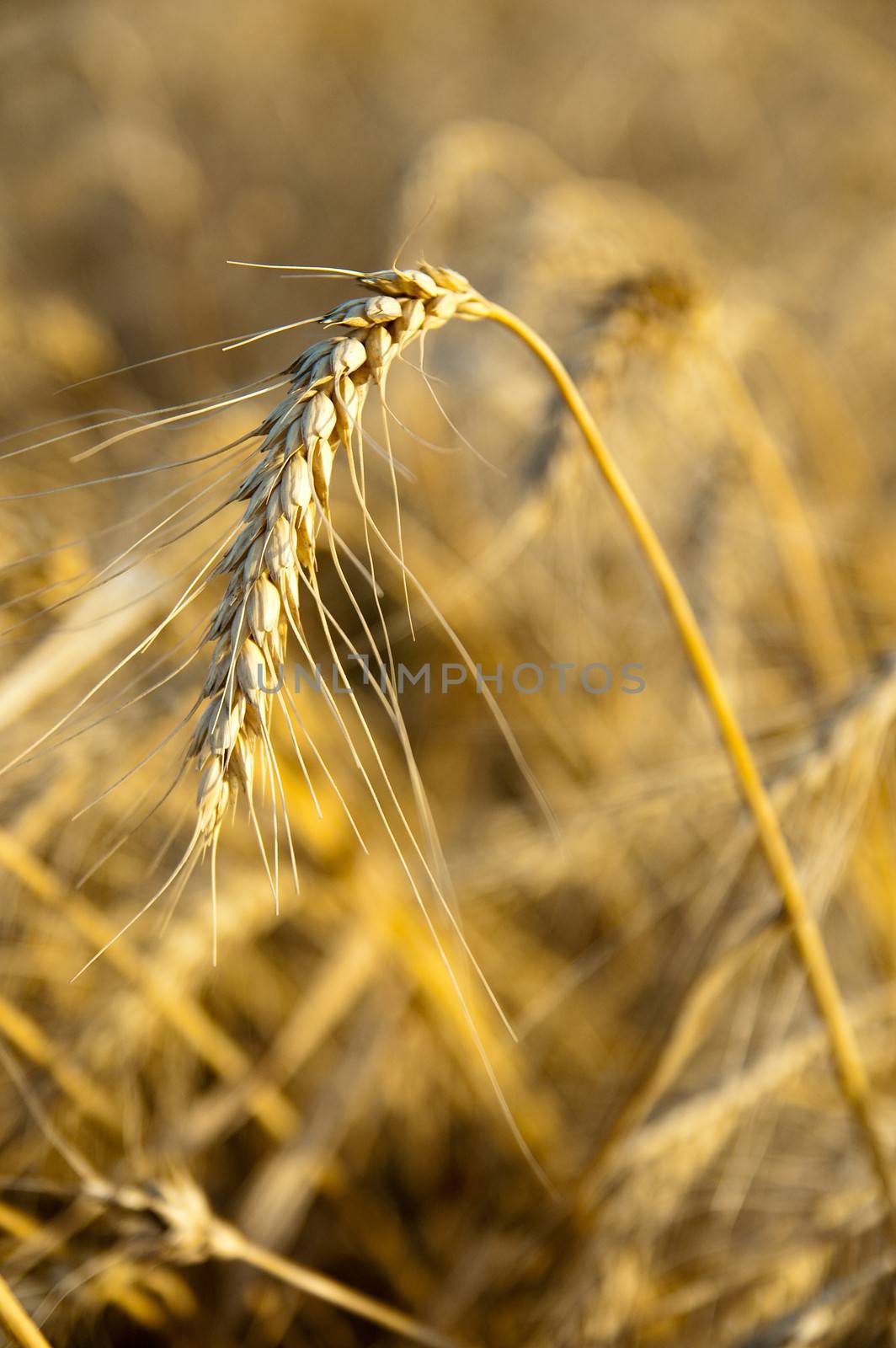 stems of the wheat on the field by mycola