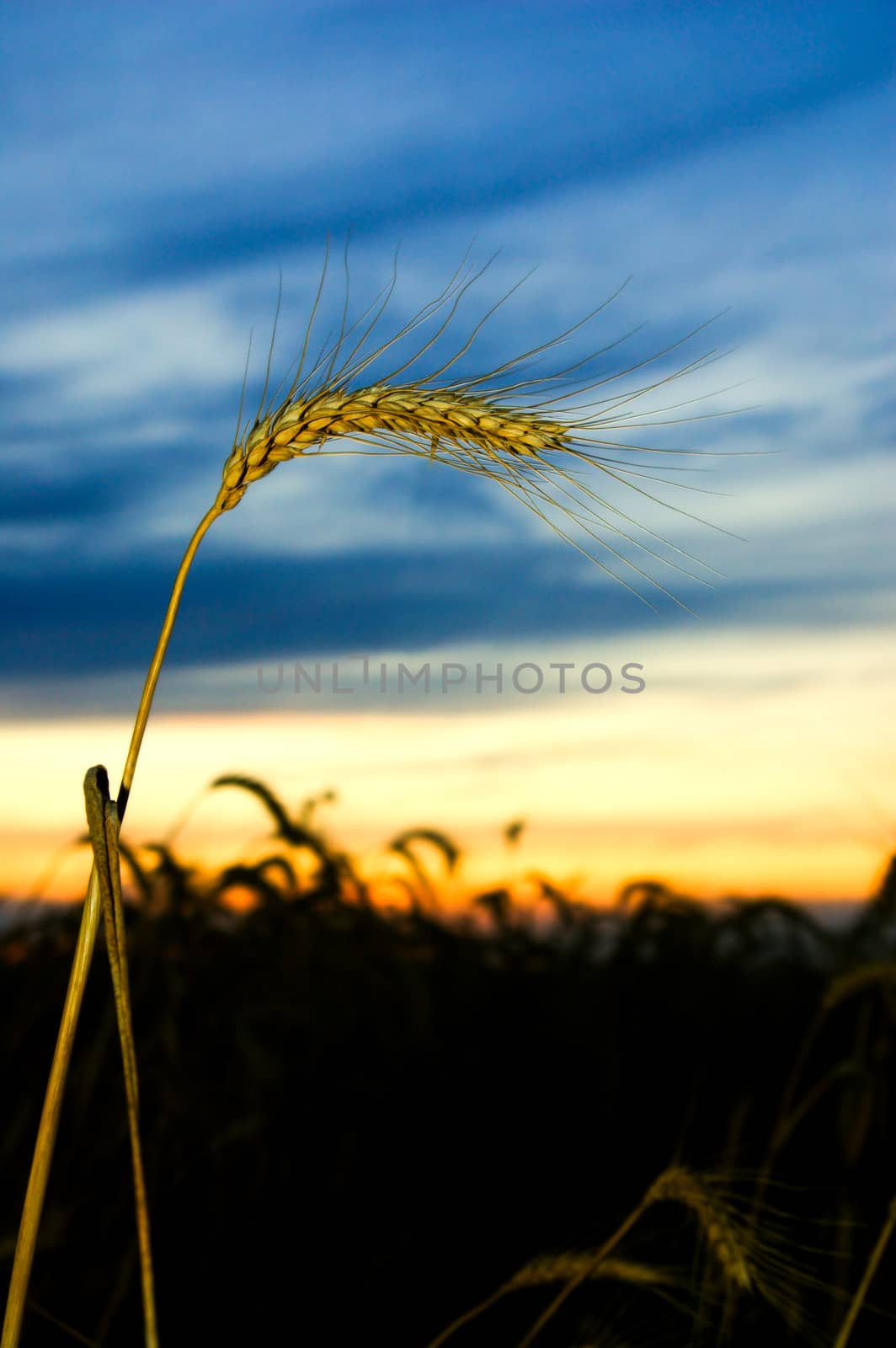 ears of ripe wheat on a background a sunset by mycola