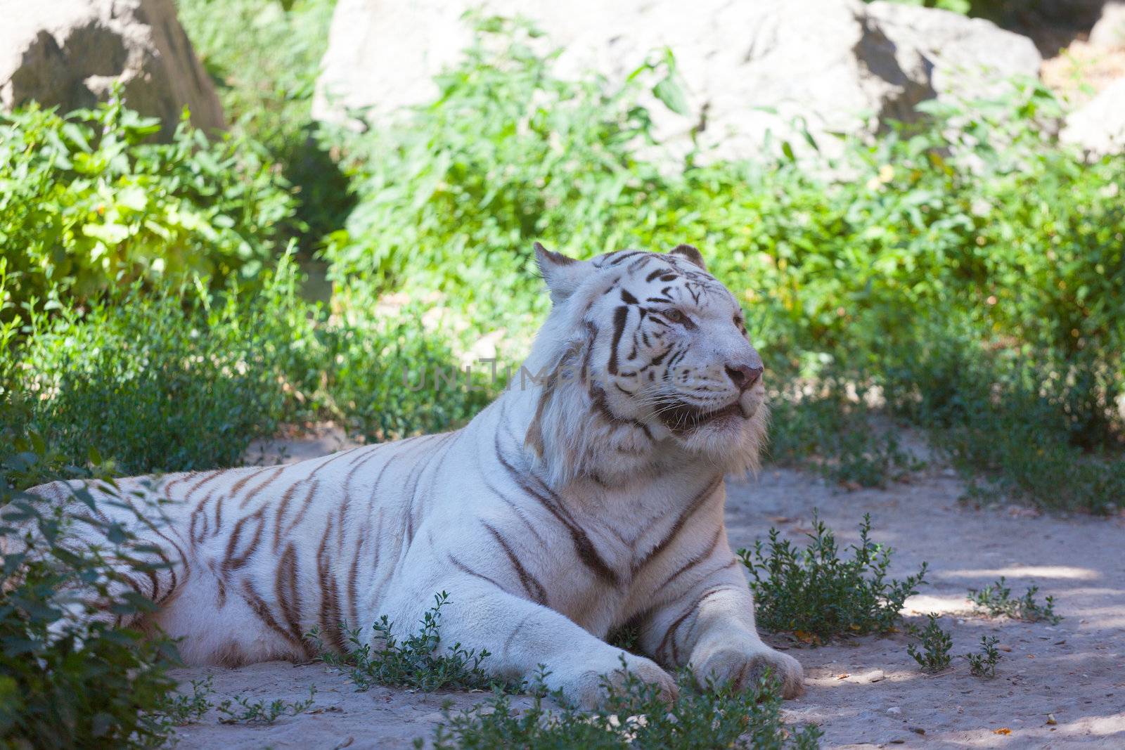 white tiger lies on a grass by elena_shchipkova