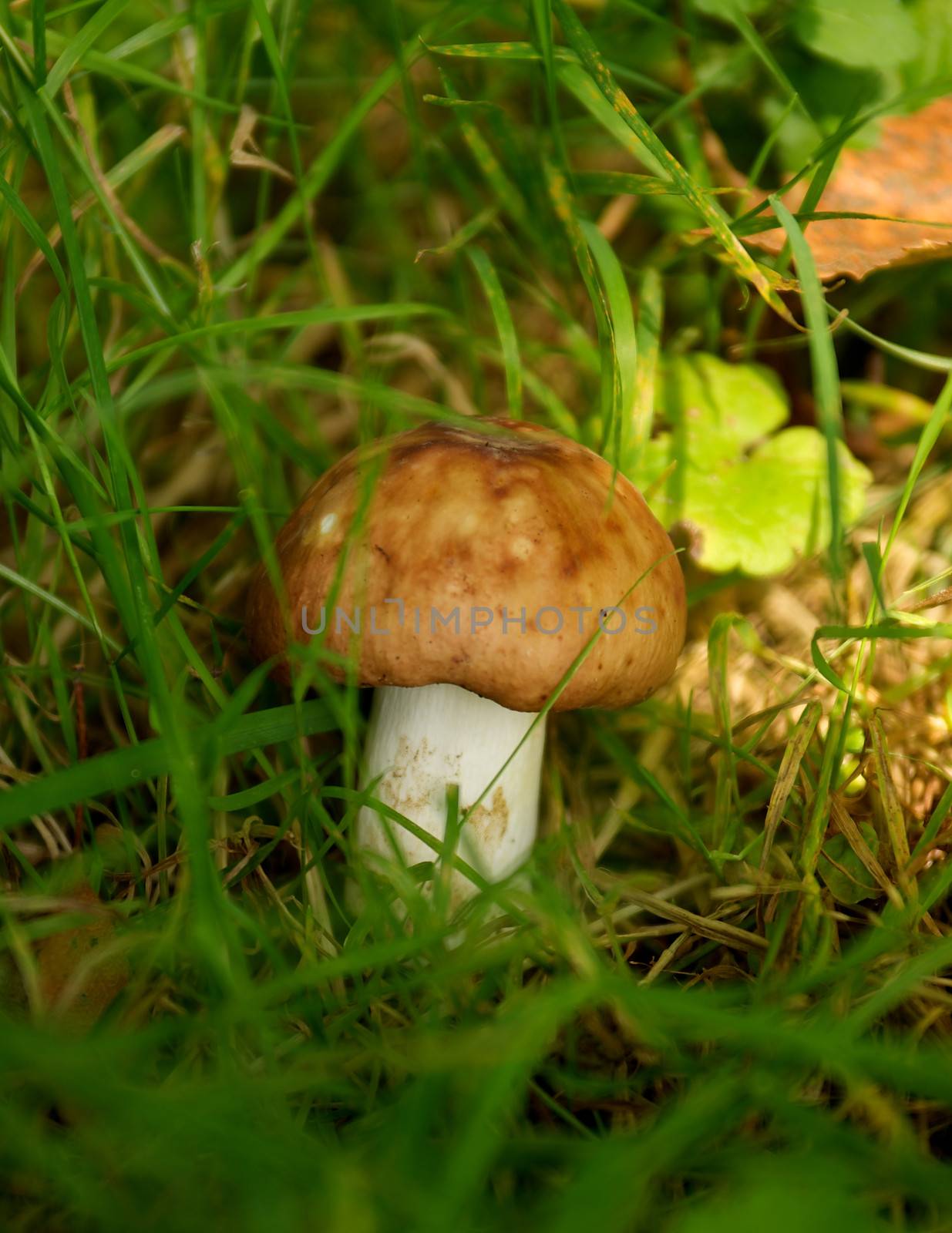 Forest Mushroom by zhekos