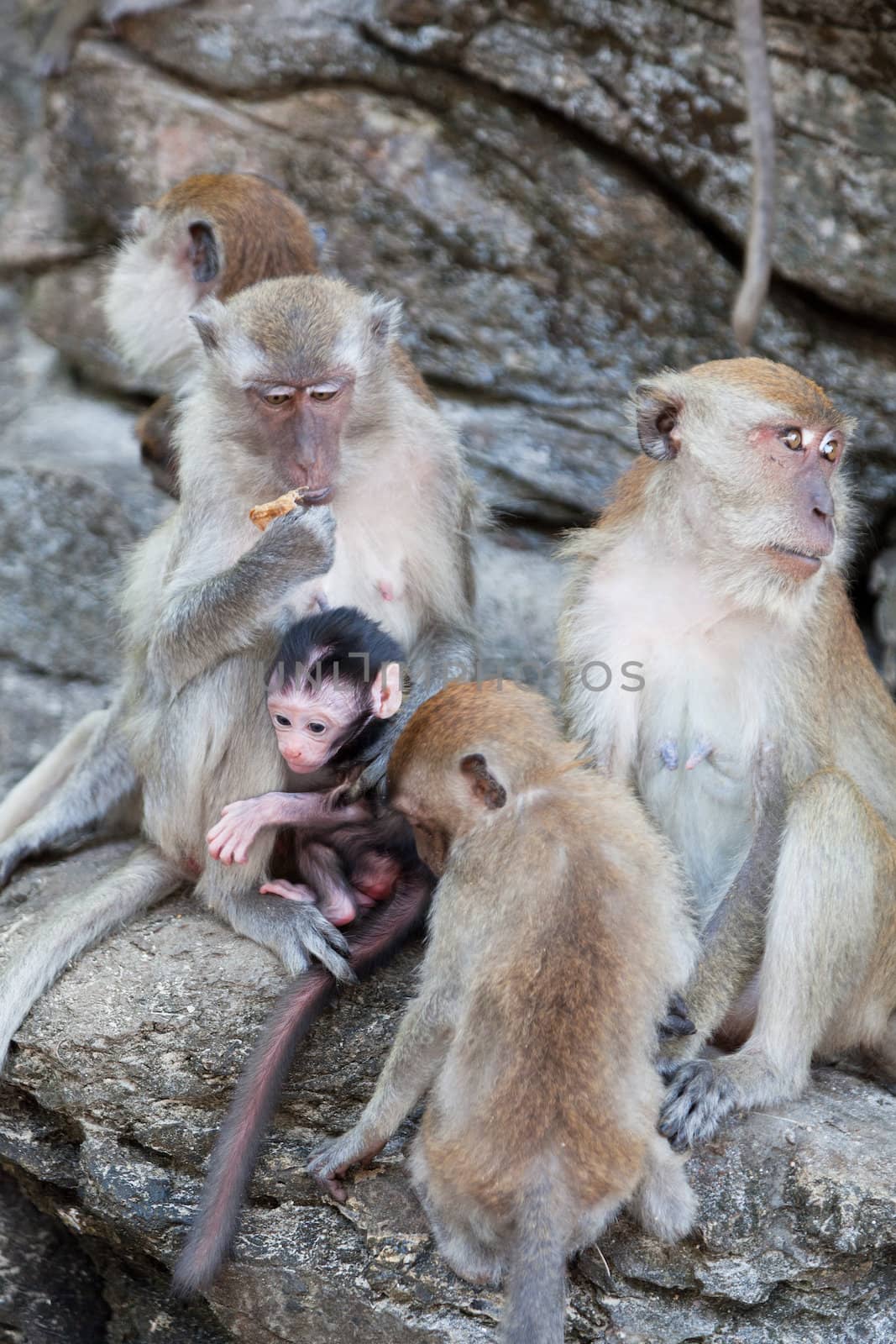 family of monkeys sits on the rock