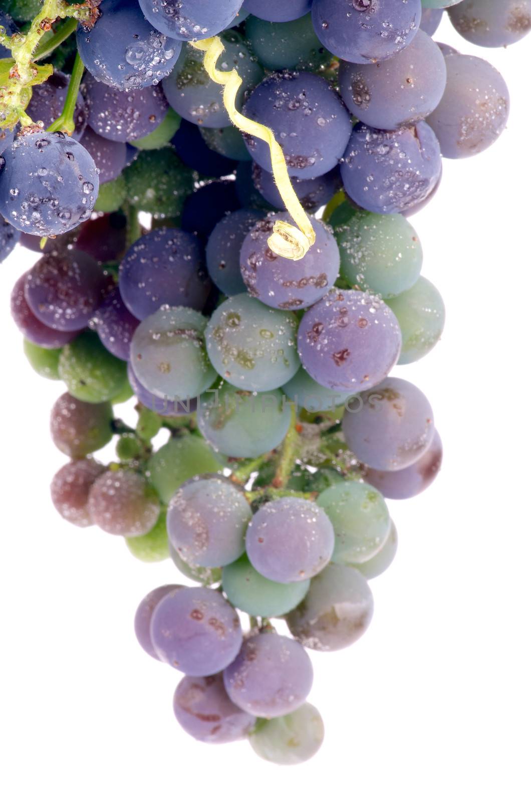 Bunch of Unripe Red and Green Grape with Water Drops isolated on white background