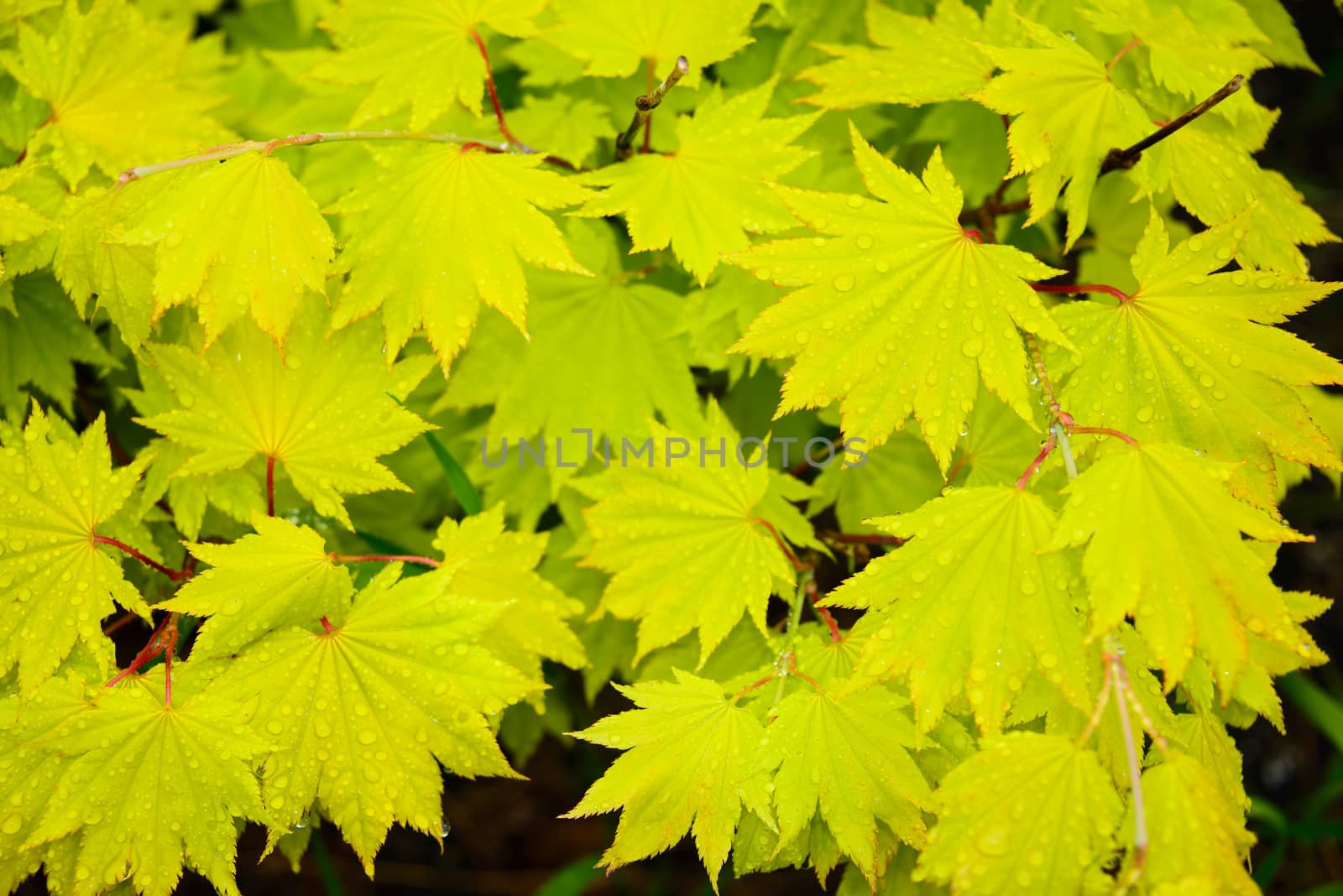 Yellow marple leaves with rain dropsin autumn colors