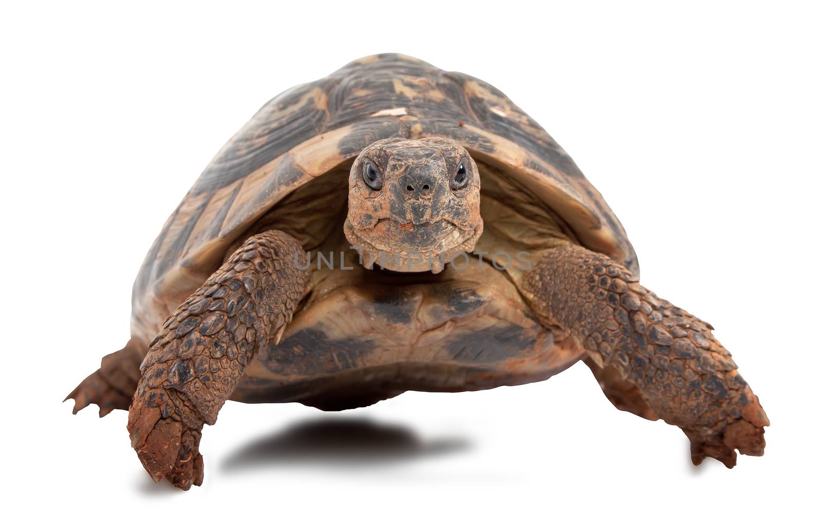 turtle isolated on white background, focus on turtle head