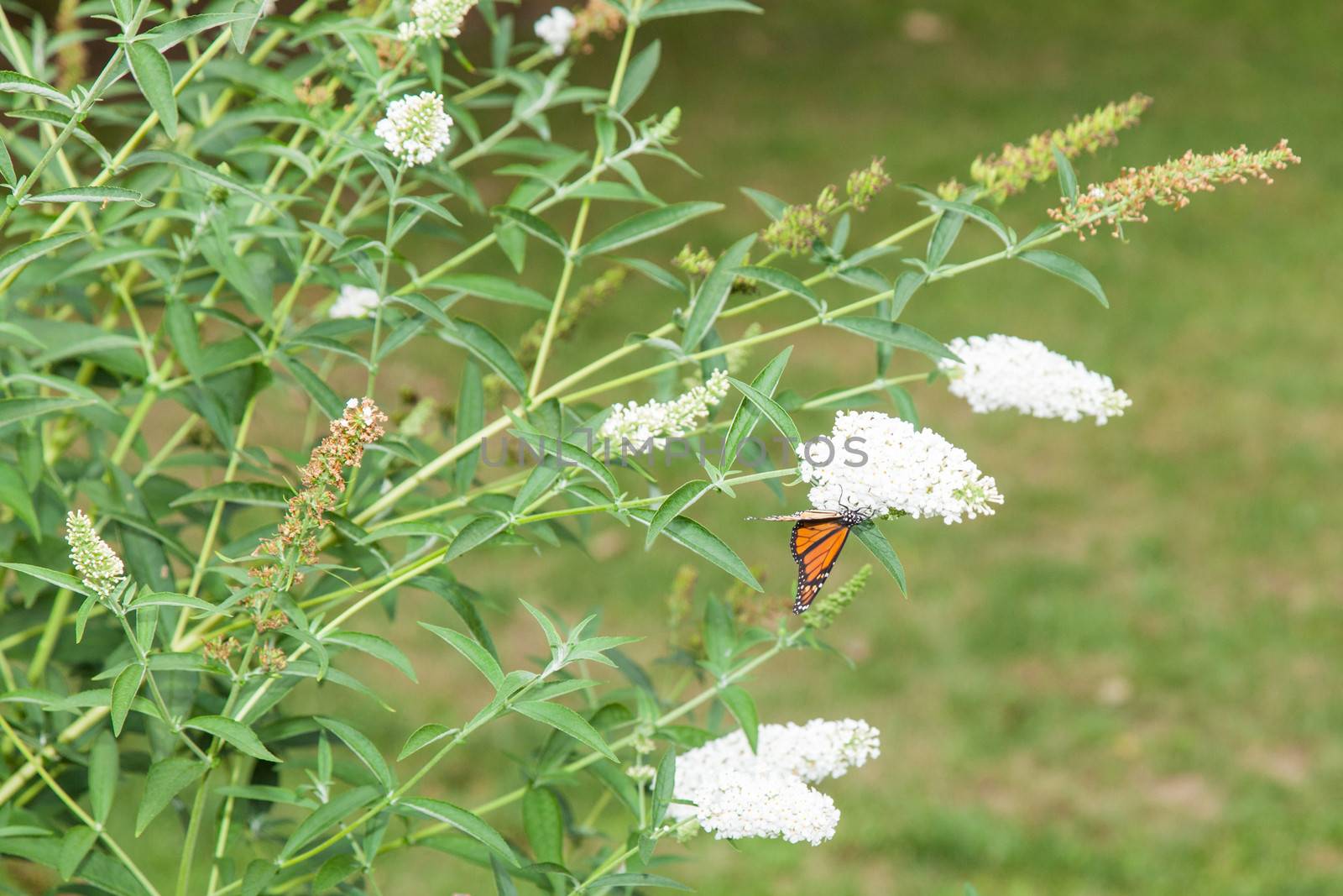 Monarch butterfly (Danaus plexippus) is a milkweed butterfly in the family Nymphalidae.