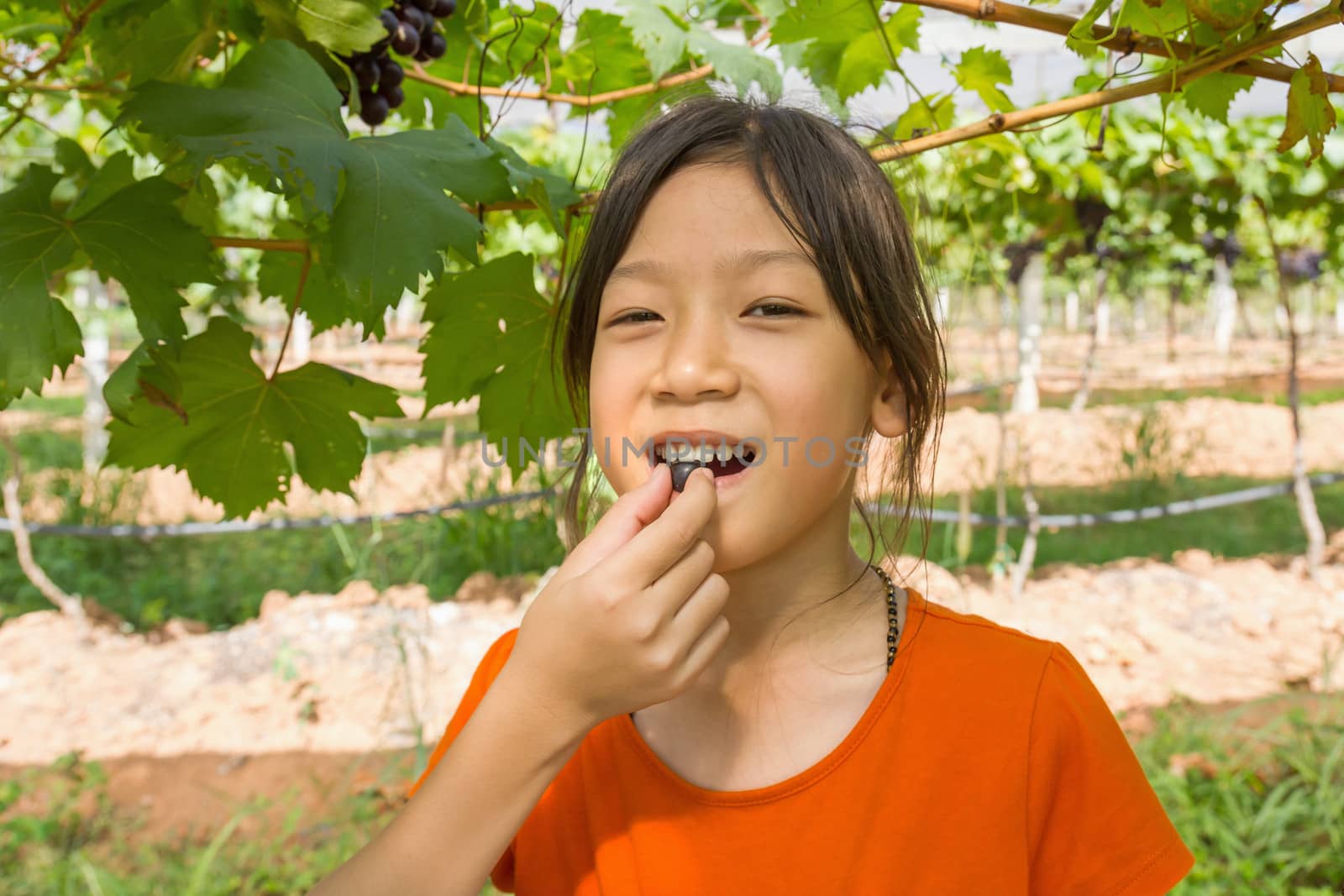 Young woman eating grapes in the vineyard.