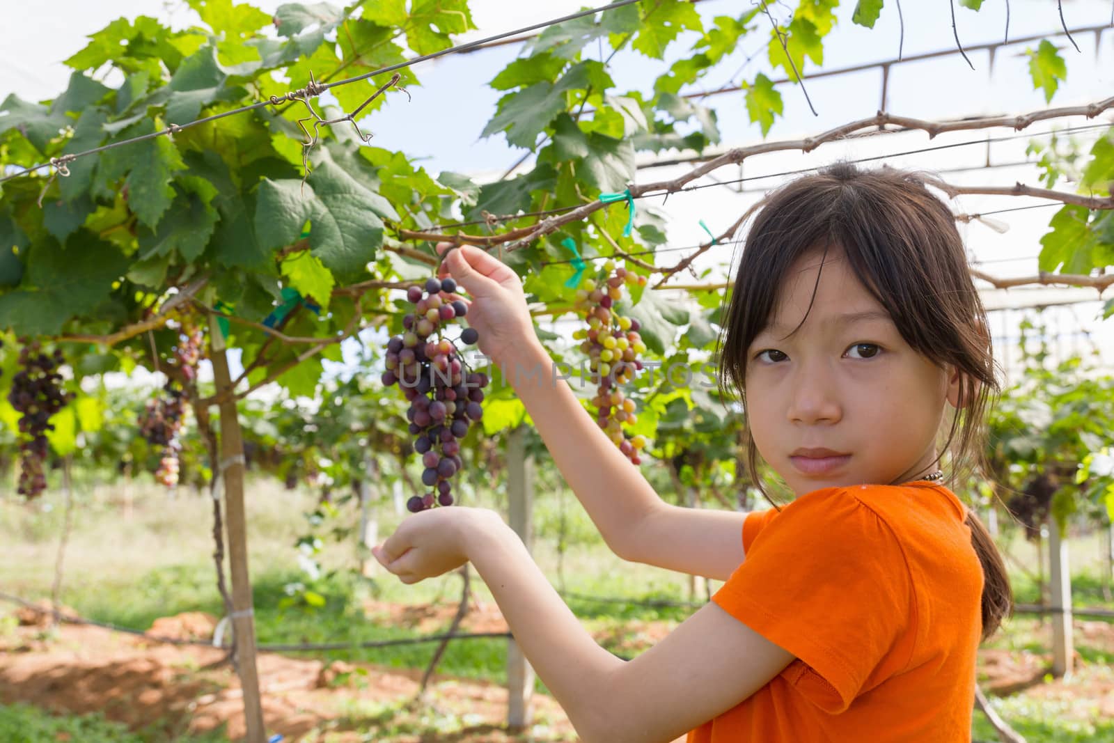 Young woman holding grapes by stoonn