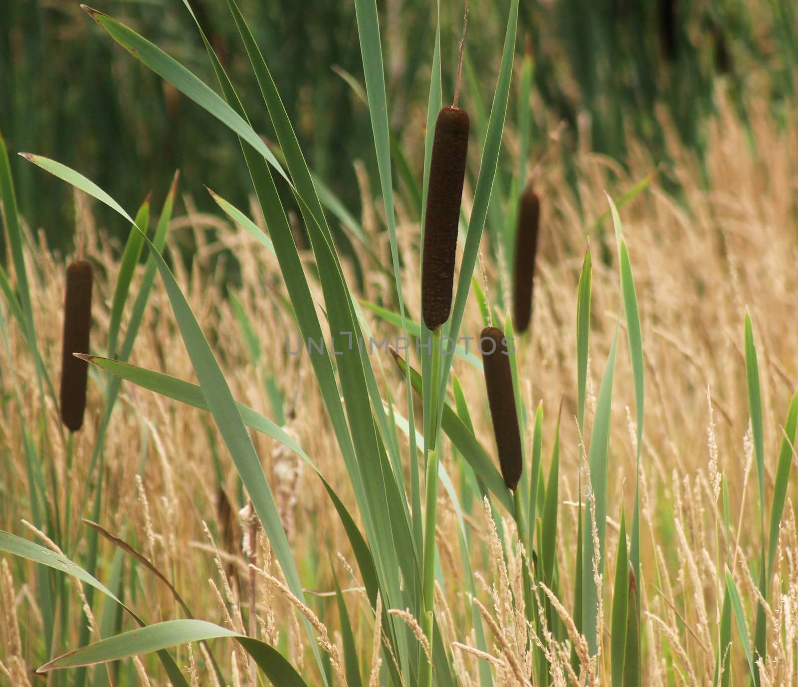 Close-up image of a Bulrush, also called Great Reedmace.