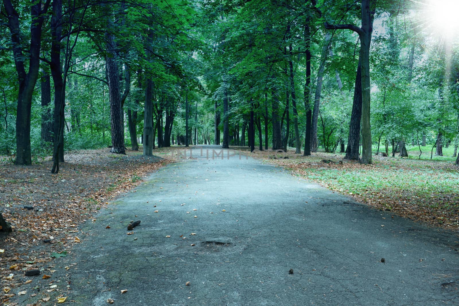 Forest landscape with path in summer