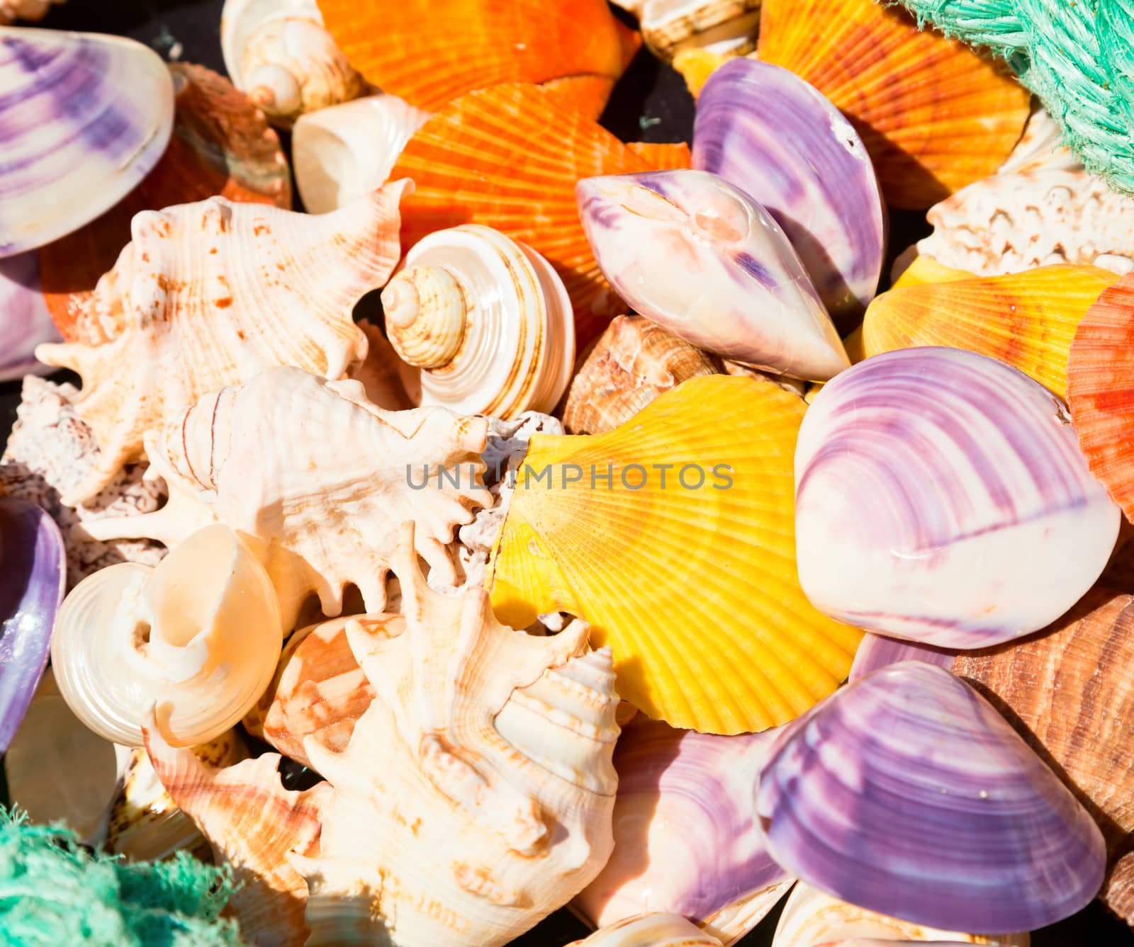 Seashells by naumoid