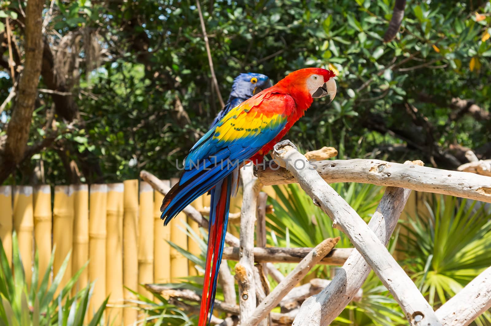 This bird is a Scarlet Macaw. It is native to Mexico, Central and South America. In the background is a Hyacinth Macaw.