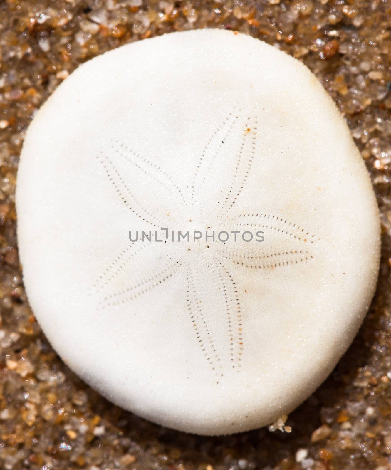 Close-up shot of a white sand dollar shell