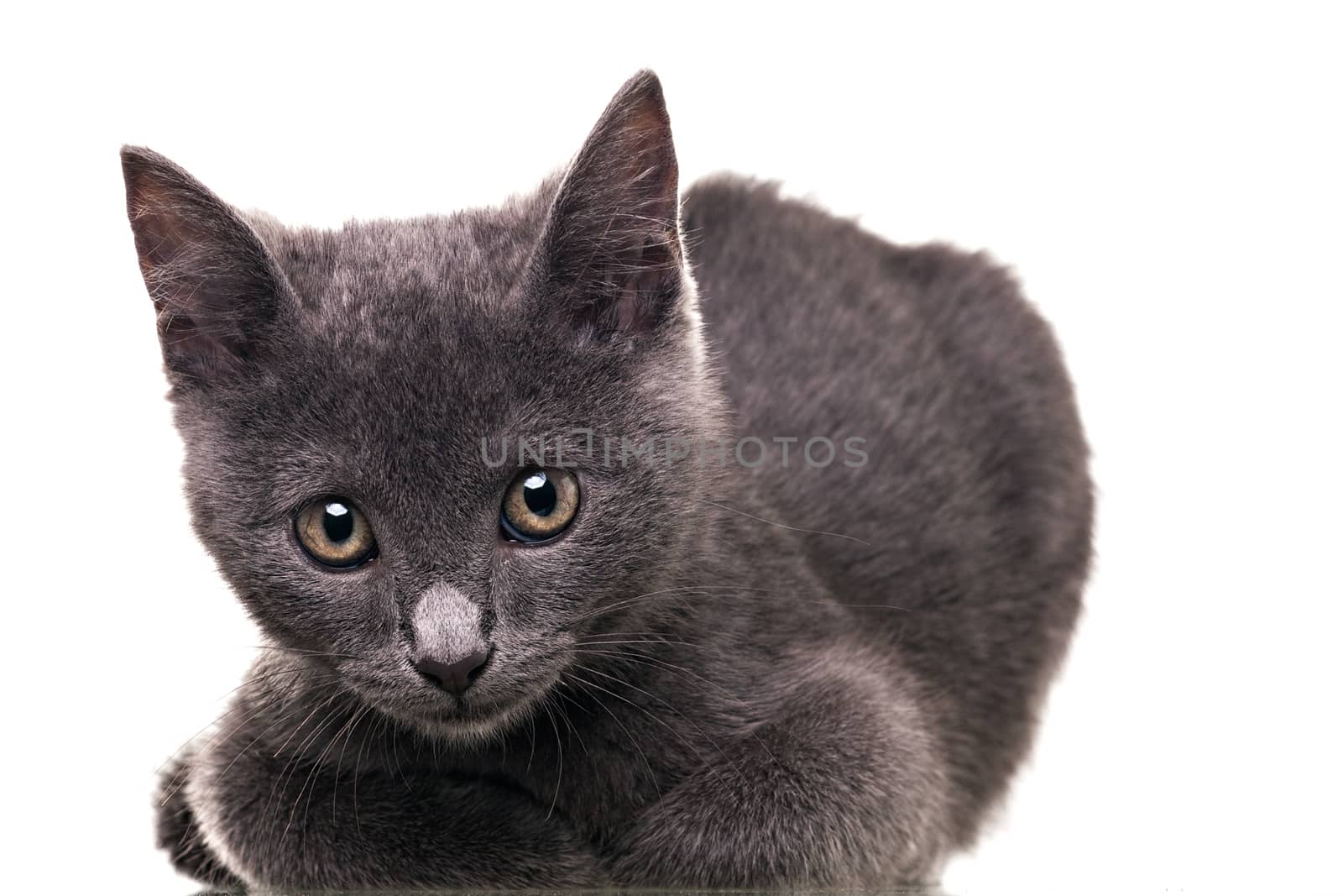 Chatreaux kitten portrait. Studio shot. Isolated on white background.