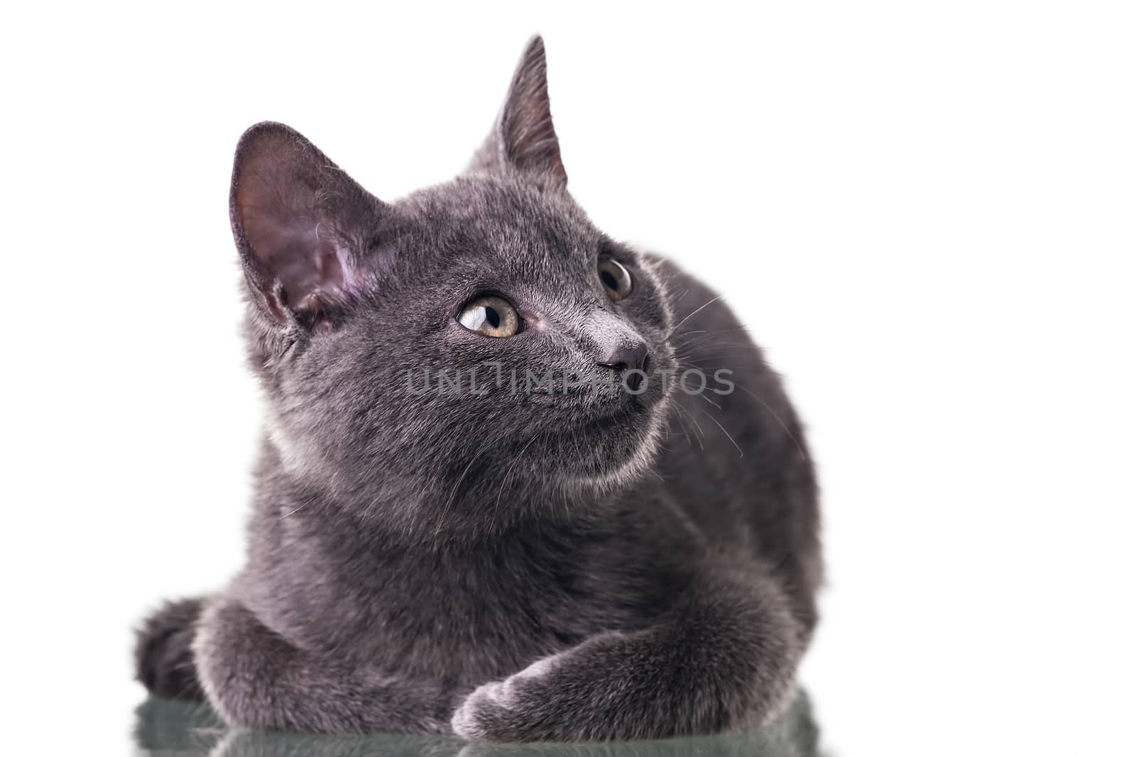 Chatreaux kitten portrait. Studio shot. Isolated on white background.