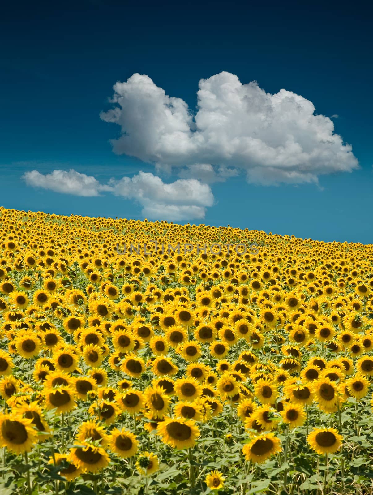 A field of sunflowers, in the south of France.