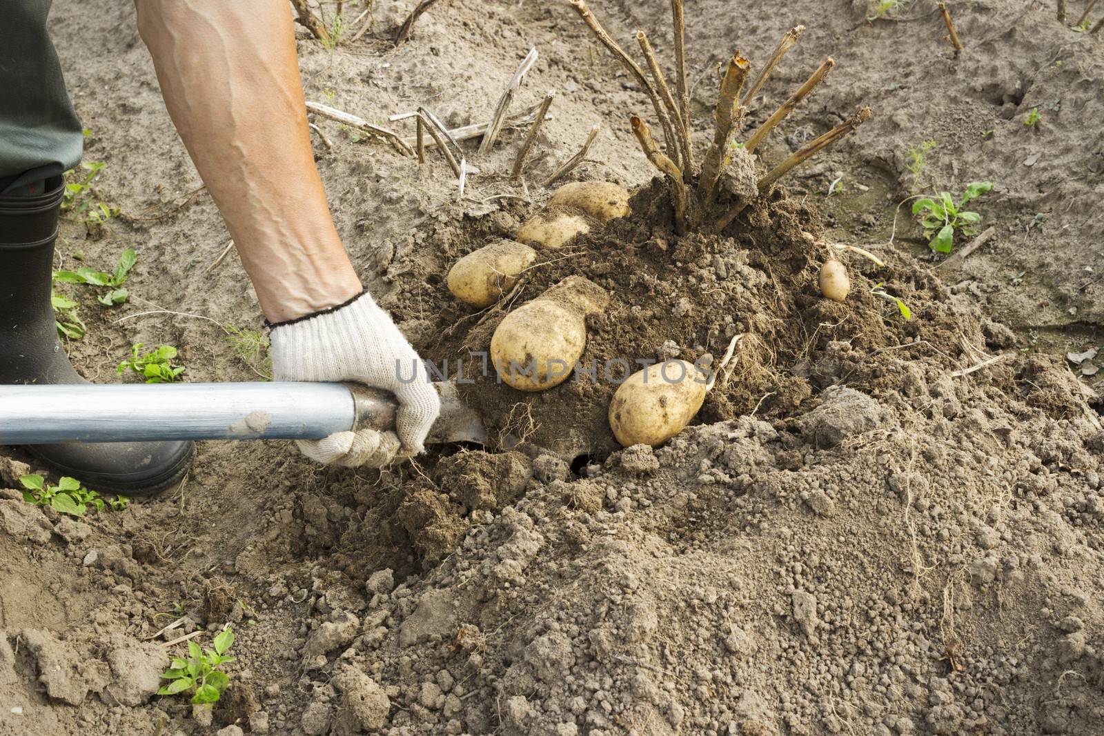 Vegetable grower harvesting potato in the vegetable garden