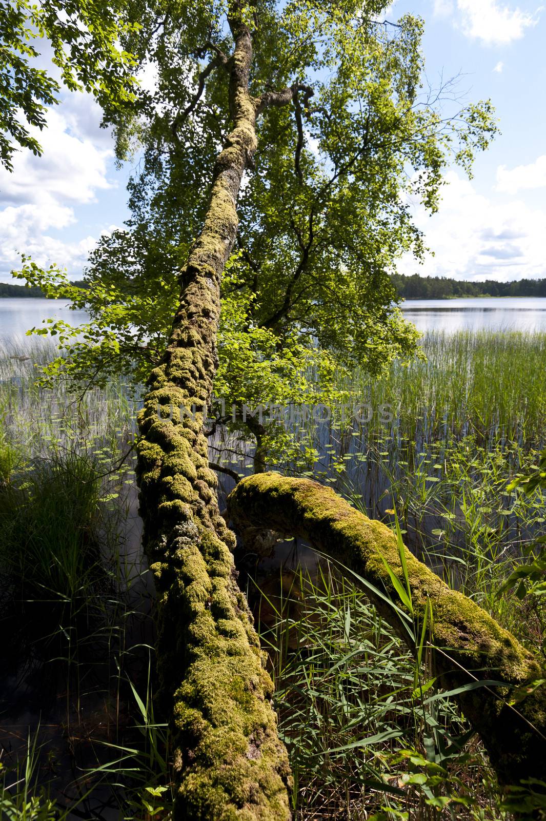 Lake Asnen in southern Sweden