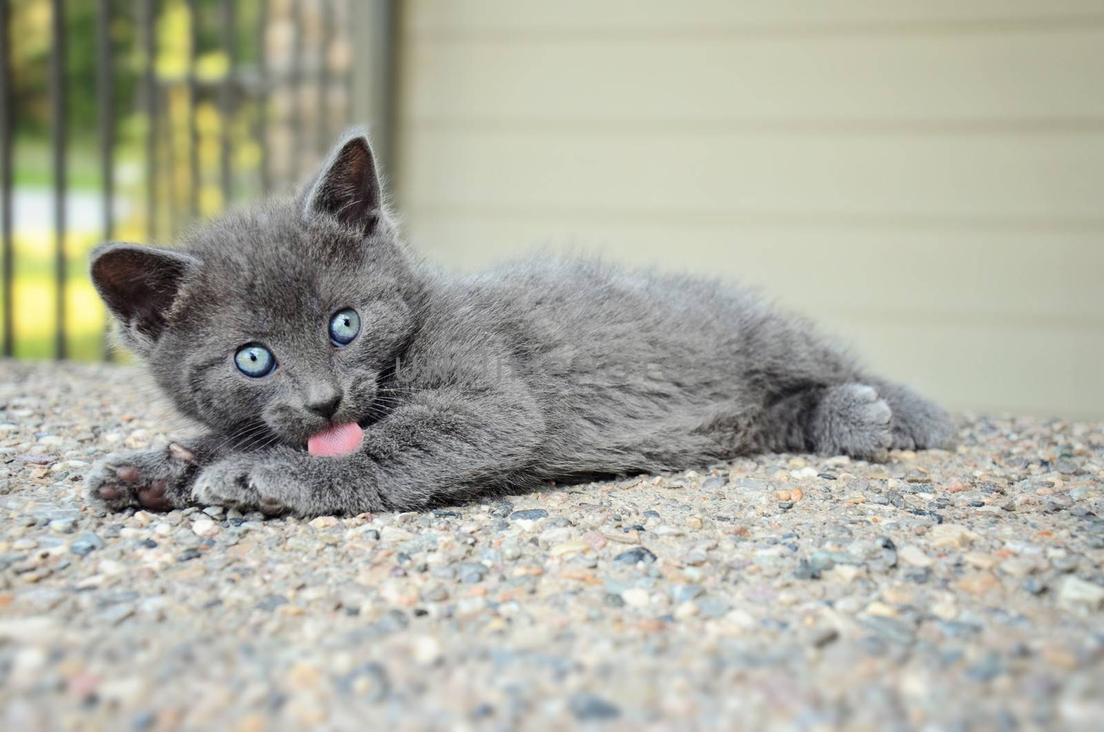 Gray Kitten bathing herself outside a house