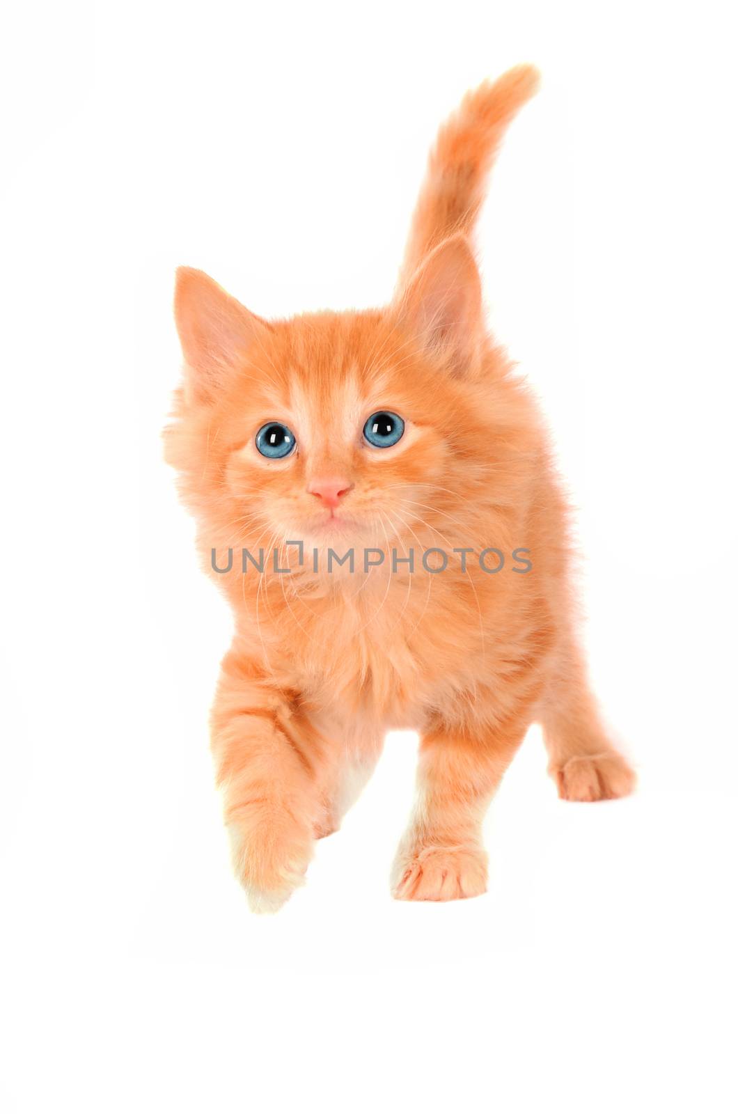 Fluffy ginger kitten with blue eyes