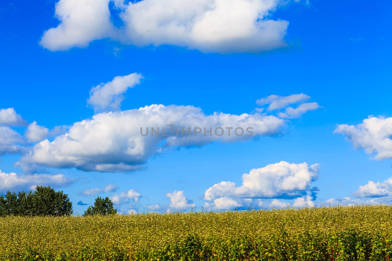 green field and blue sky  by thanomphong