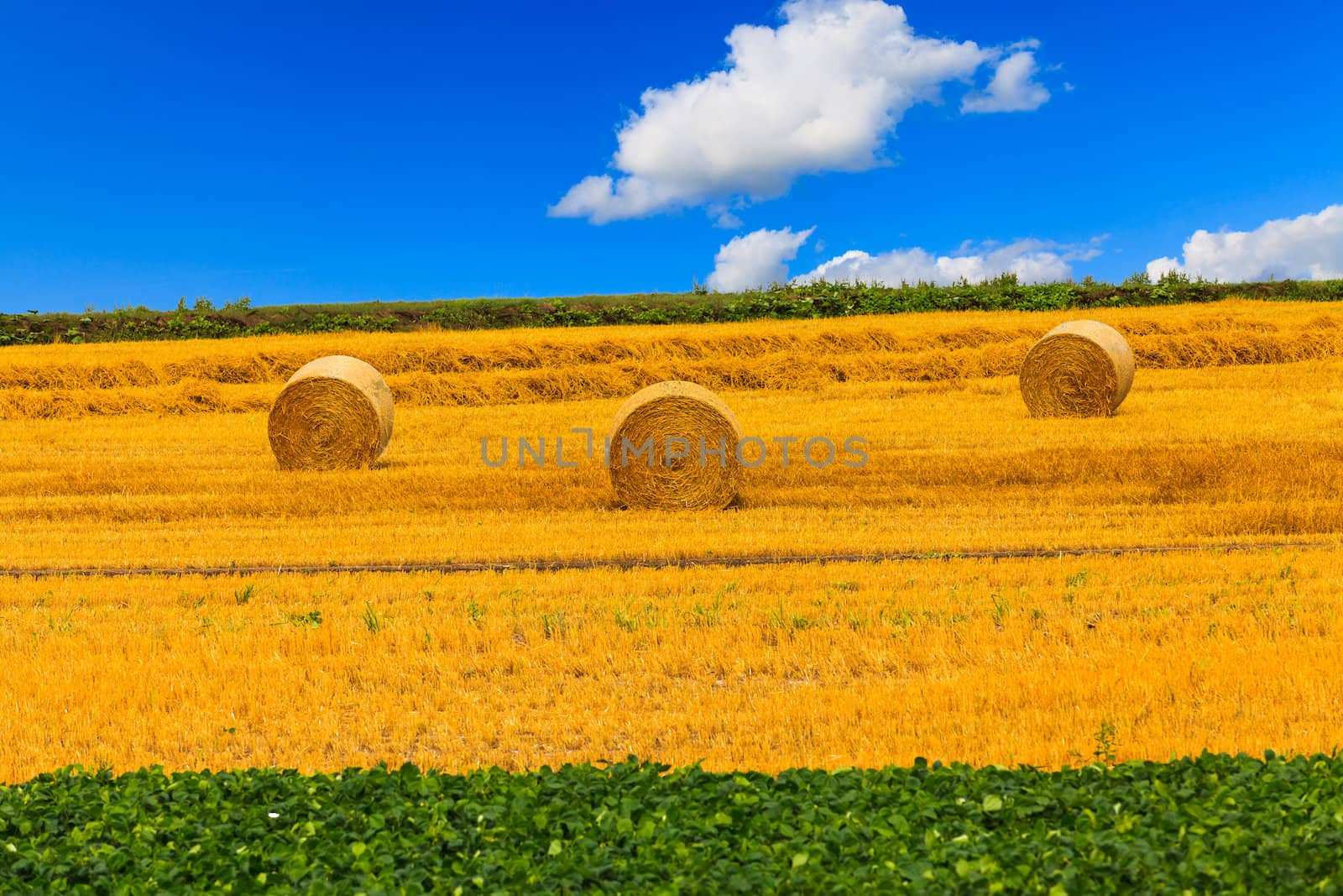 haystack and Wheat field with blue sky.