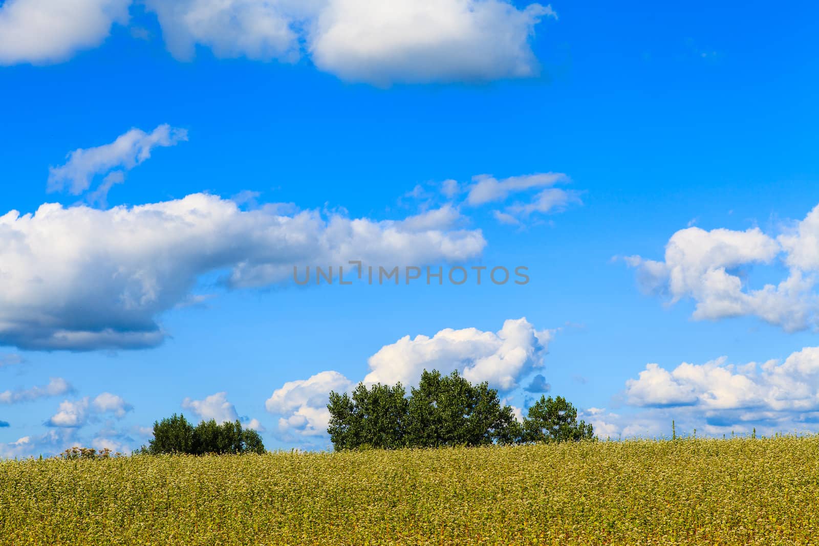 green field and blue sky  by thanomphong