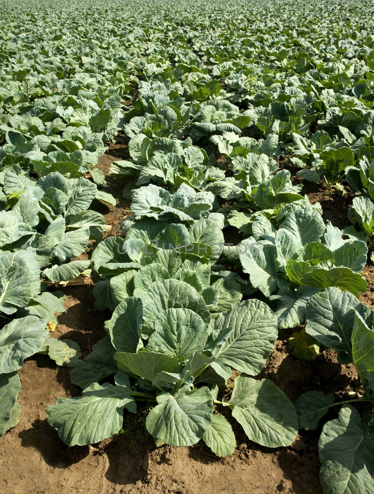 Cabbage field