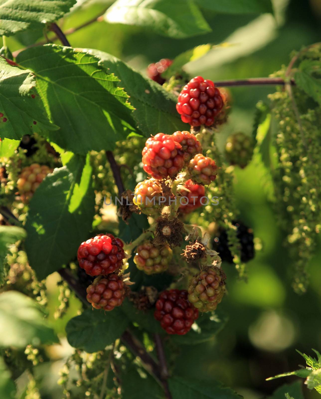 Non mature blackberry fruits growing on branch