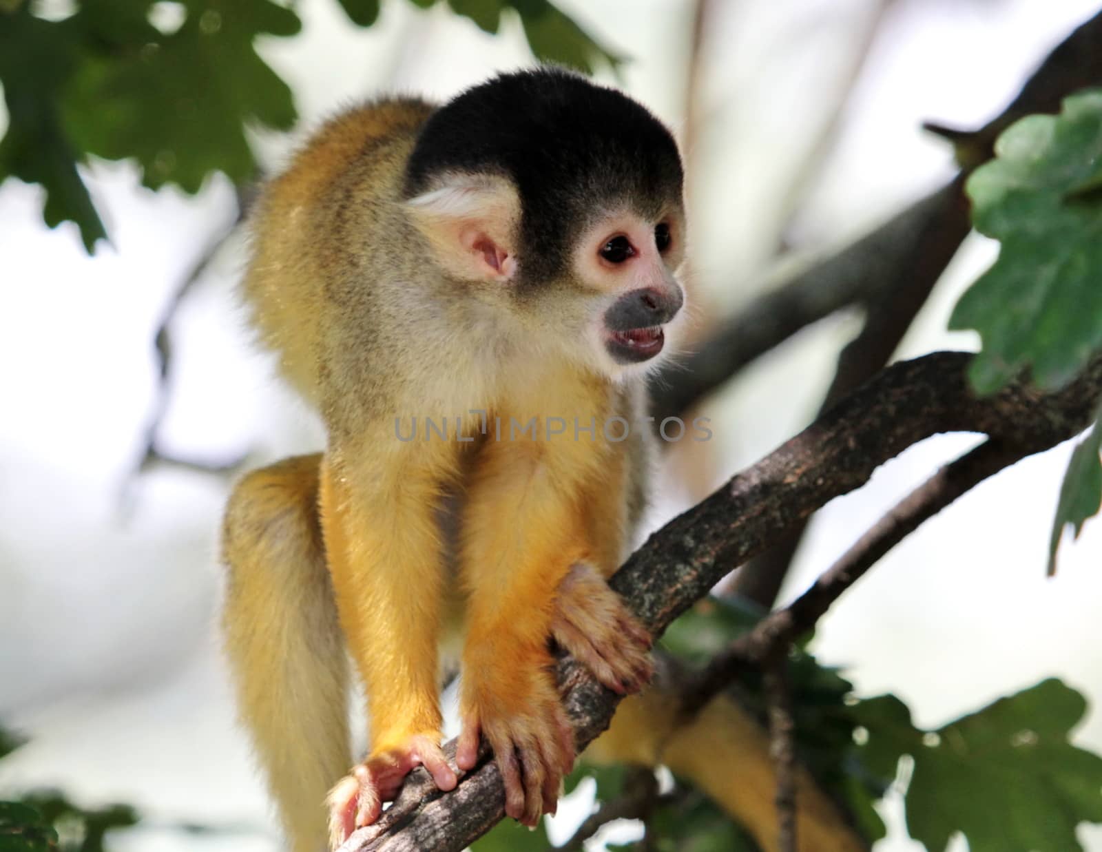 Squirrel monkey (saimiri sciureus) holding on a branch and looking ahead