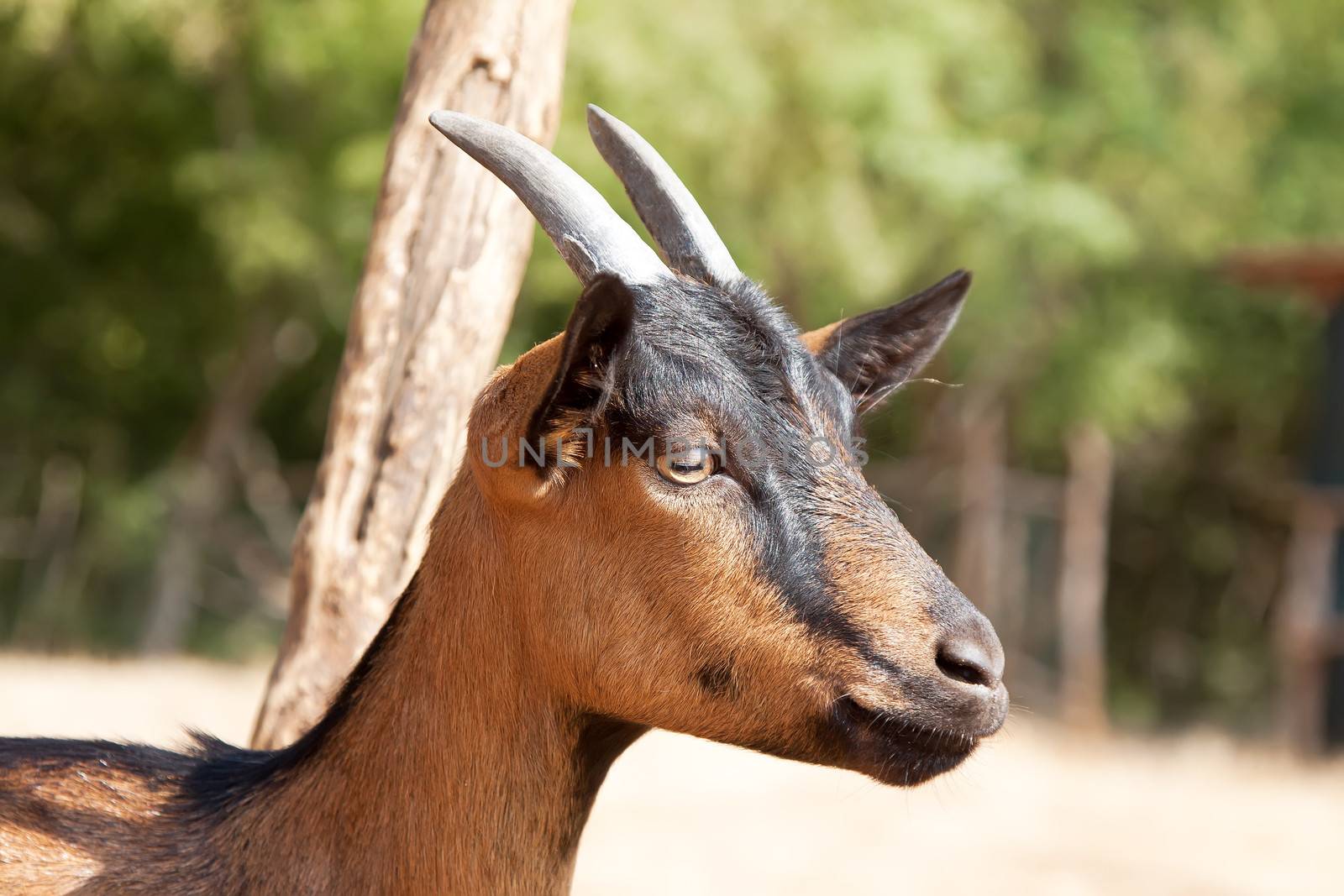 black and brown young goat