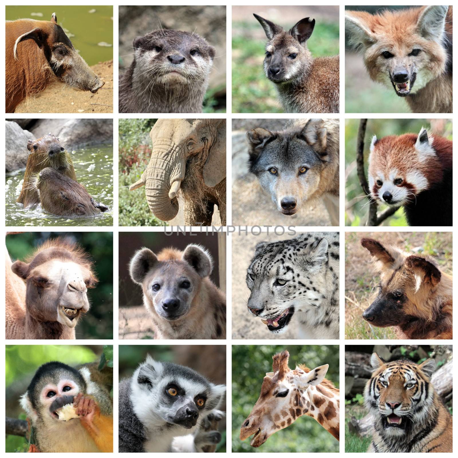 Animal mammals collage by Elenaphotos21