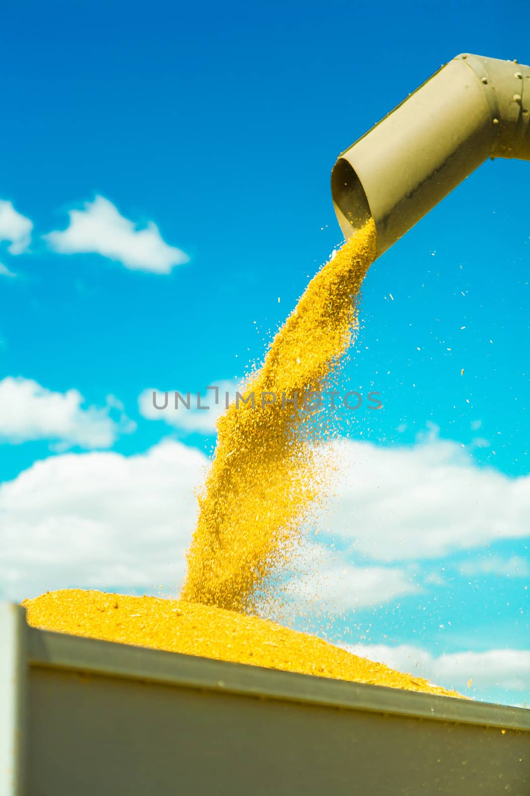 harvesting of wheat