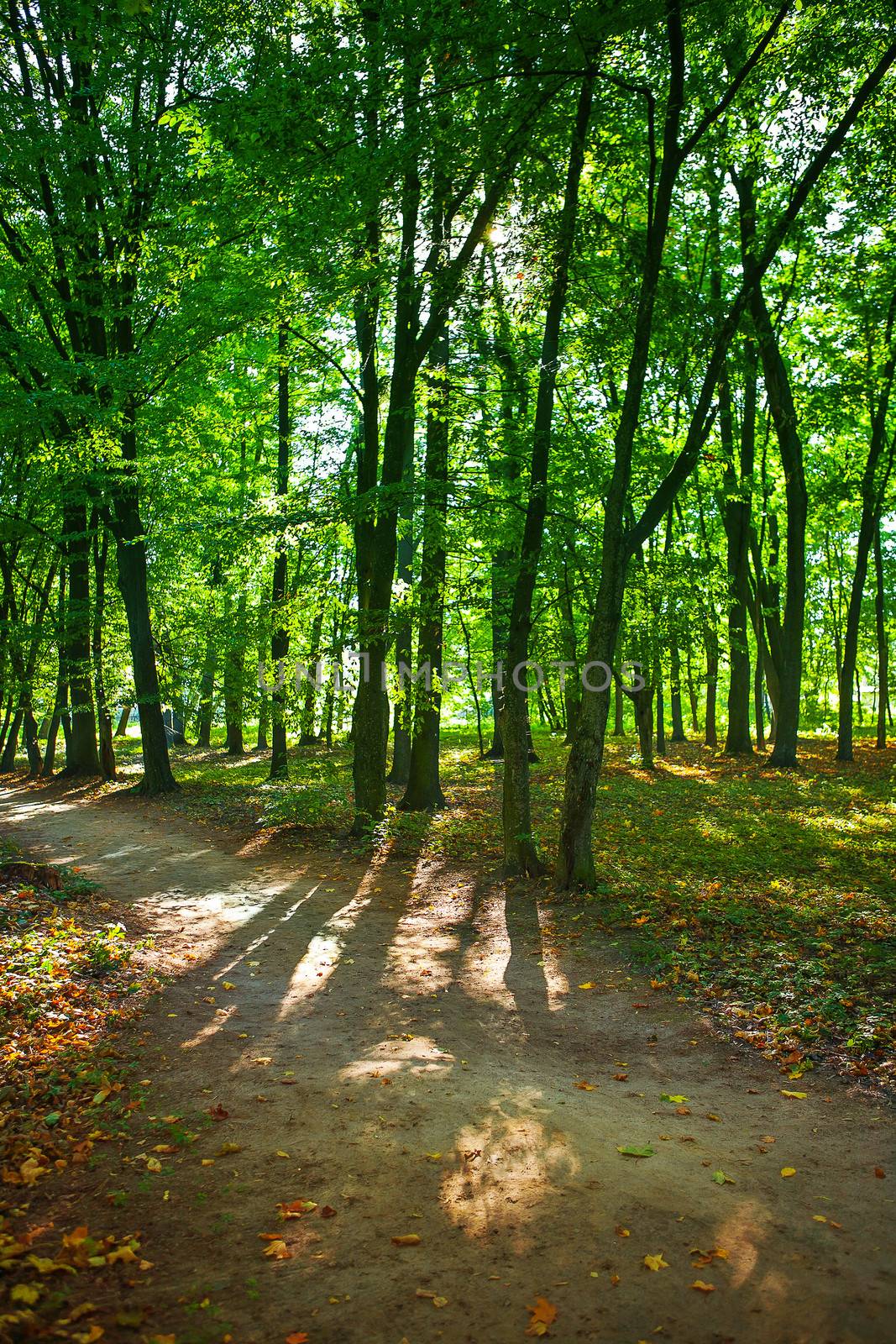 in green forest at summer