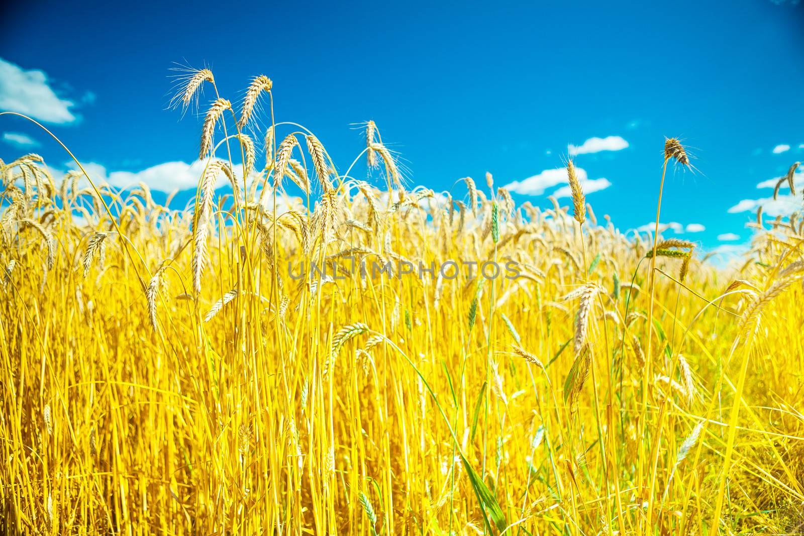 plants of wheat on background of sky