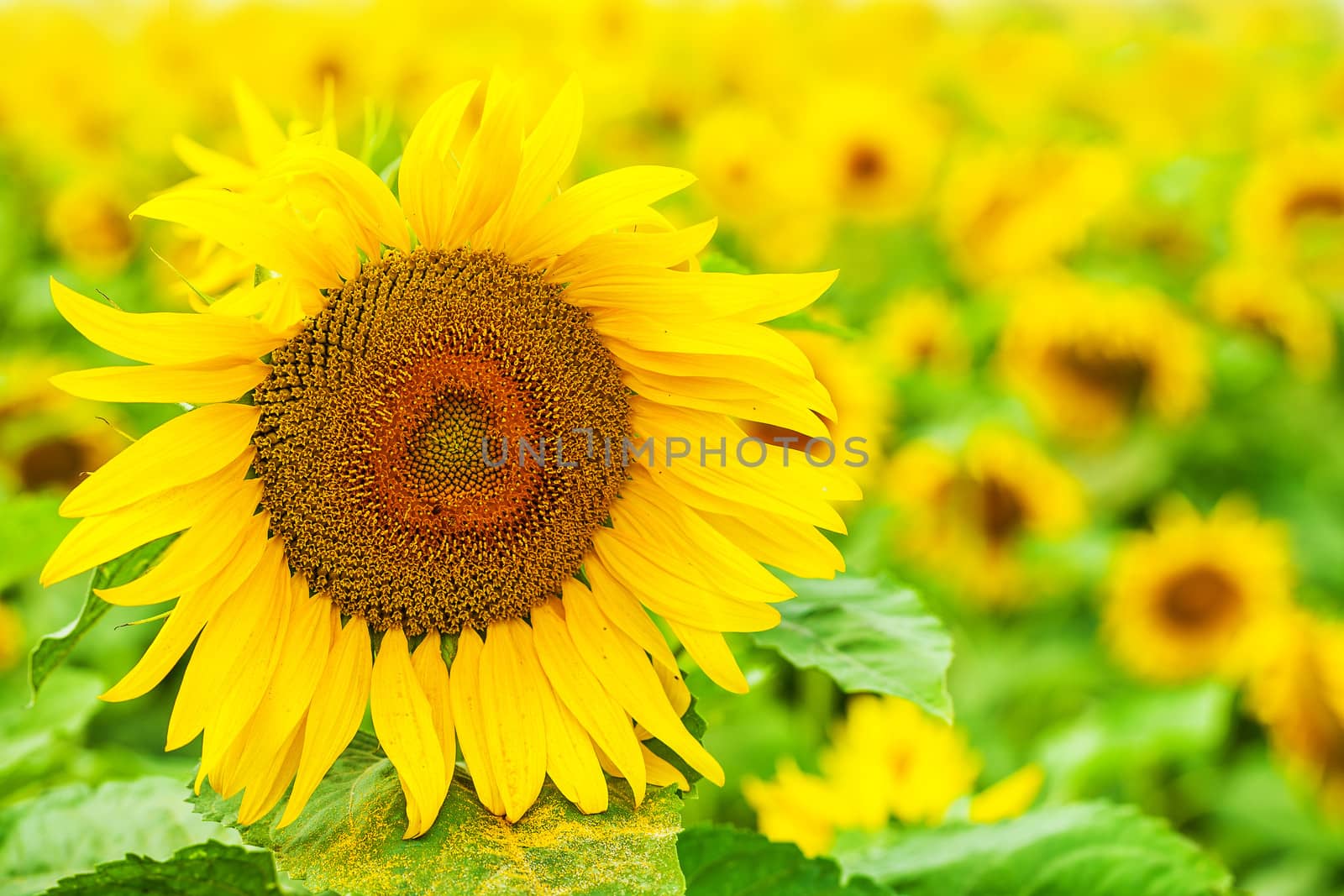 sunflowers field