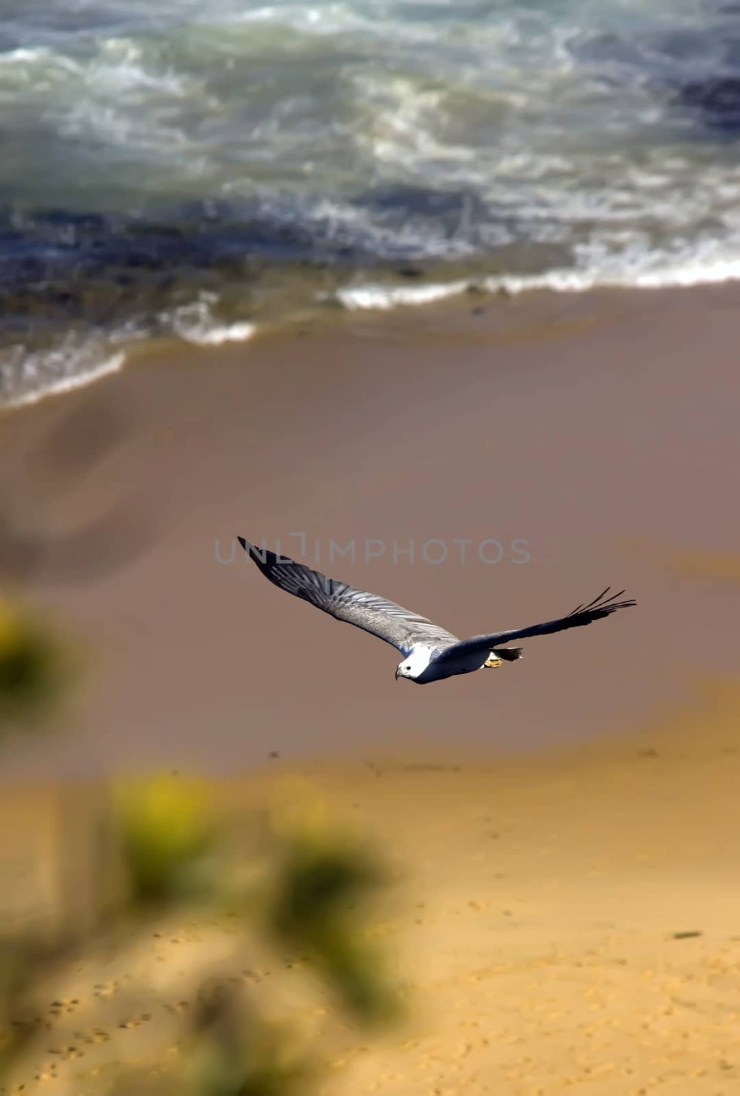 A white bellied (aka White headed) sea eagle floats effortlessly along the beach searching fro prey