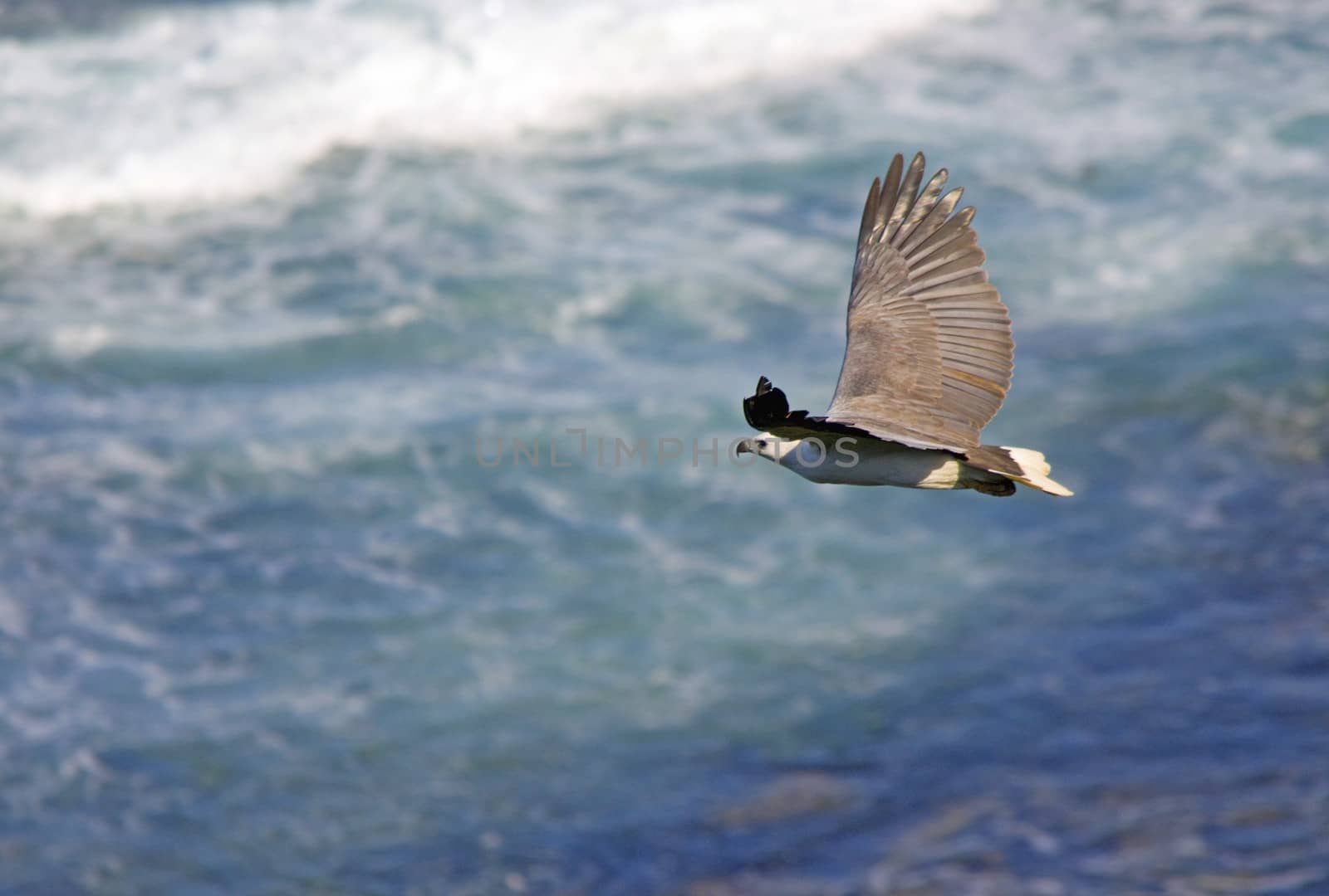 white bellied ( aka white headed) sea eable flies above the frothy waves and rocky oucrops of an eastern australian beach