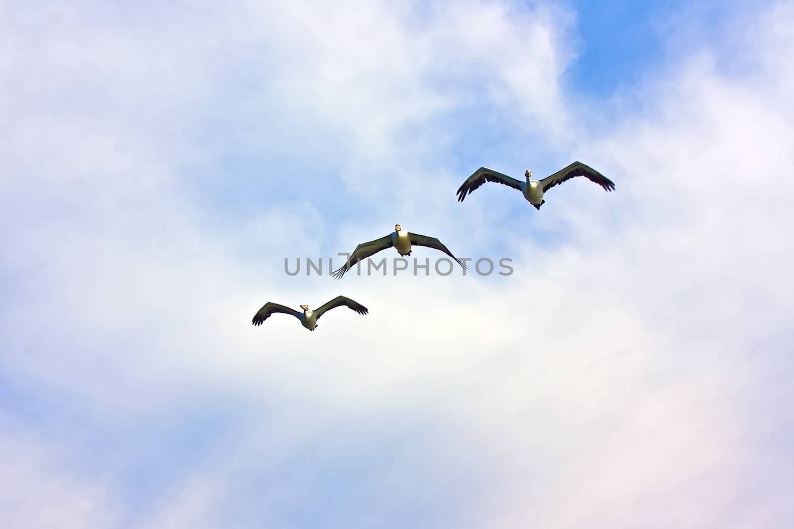 A group of three yellow spectacle Peicans fly in formation below a cloudy sky along the eastern Australian coast
